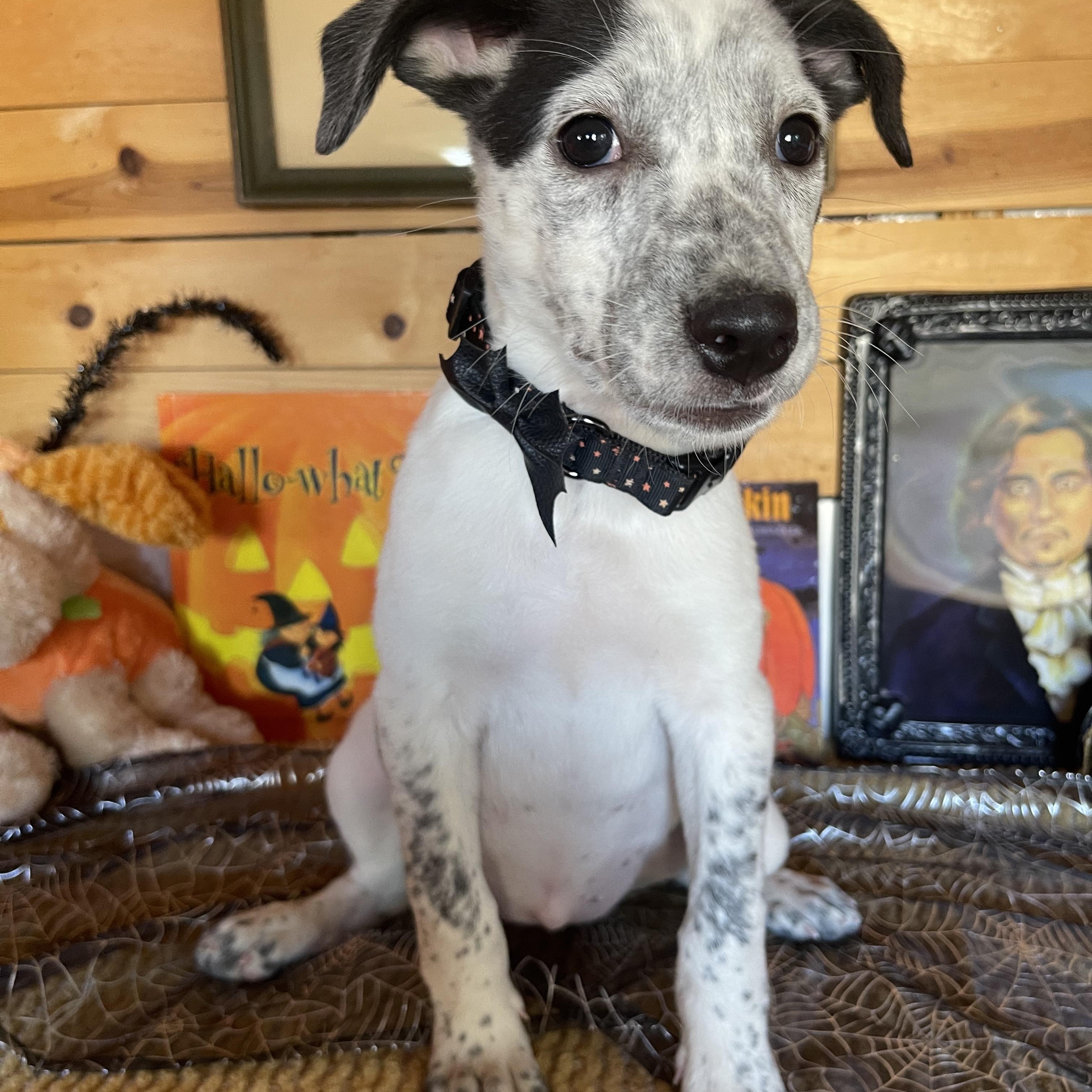 Enlarge Jemma, a Adopted mixed breed in Vacaville, CA image 2/4