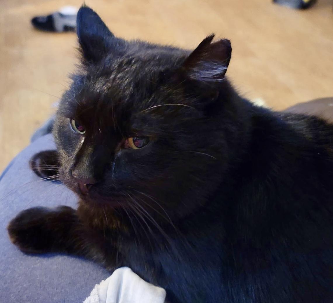 Oscar, a Adoptable Domestic Short Hair in Pocatello, ID image 2/6