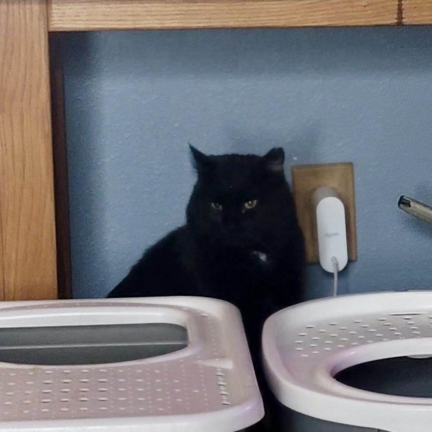 Oscar, a Adoptable Domestic Short Hair in Pocatello, ID image 6/6