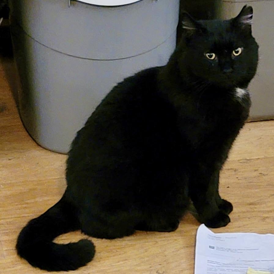 Oscar, Adoptable, Adult Male Domestic Short Hair.