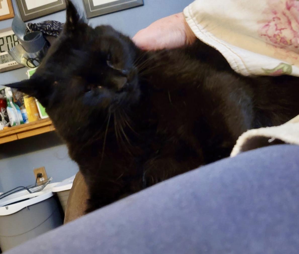 Oscar, a Adoptable Domestic Short Hair in Pocatello, ID image 3/6