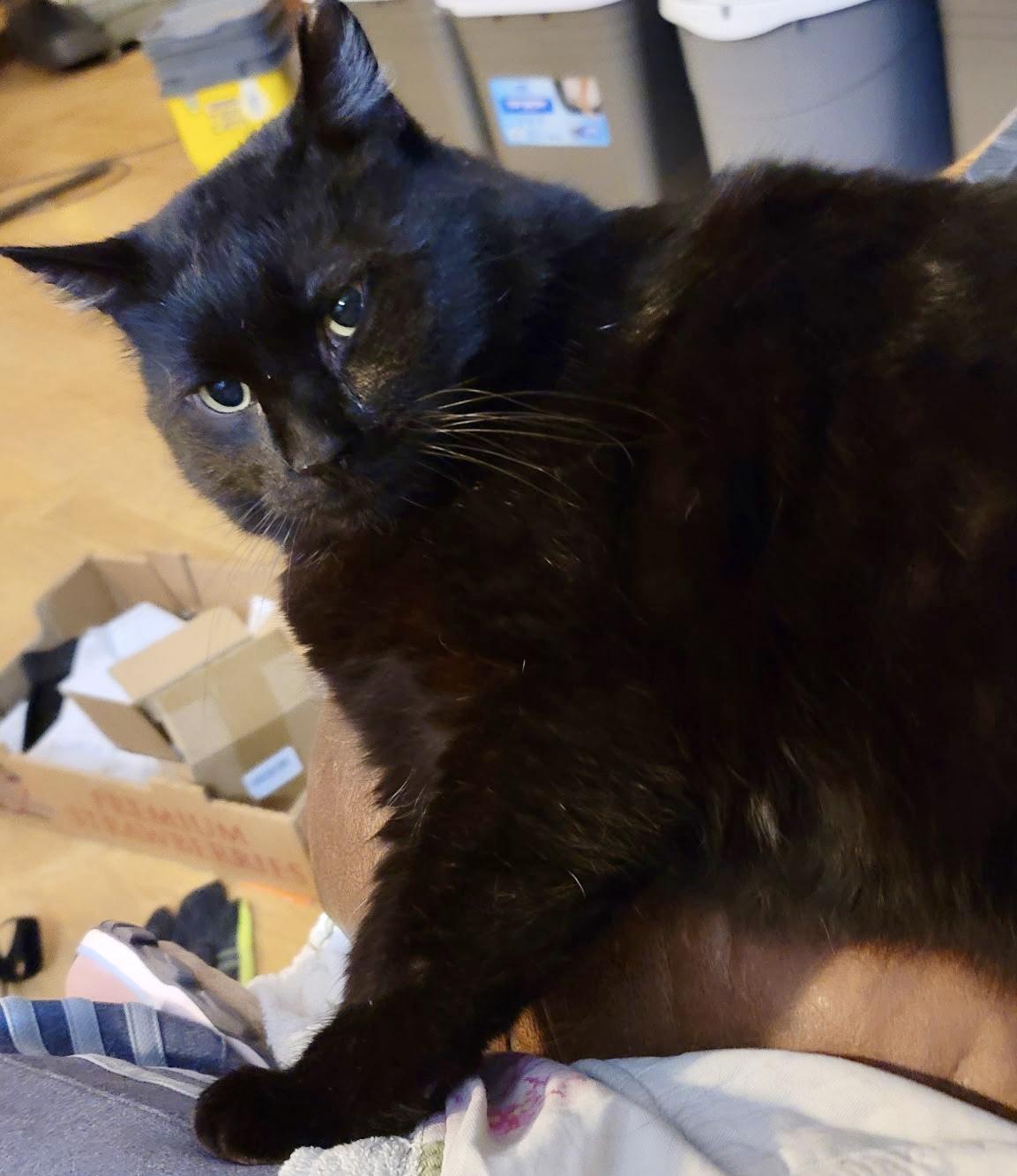 Oscar, a Adoptable Domestic Short Hair in Pocatello, ID image 4/6