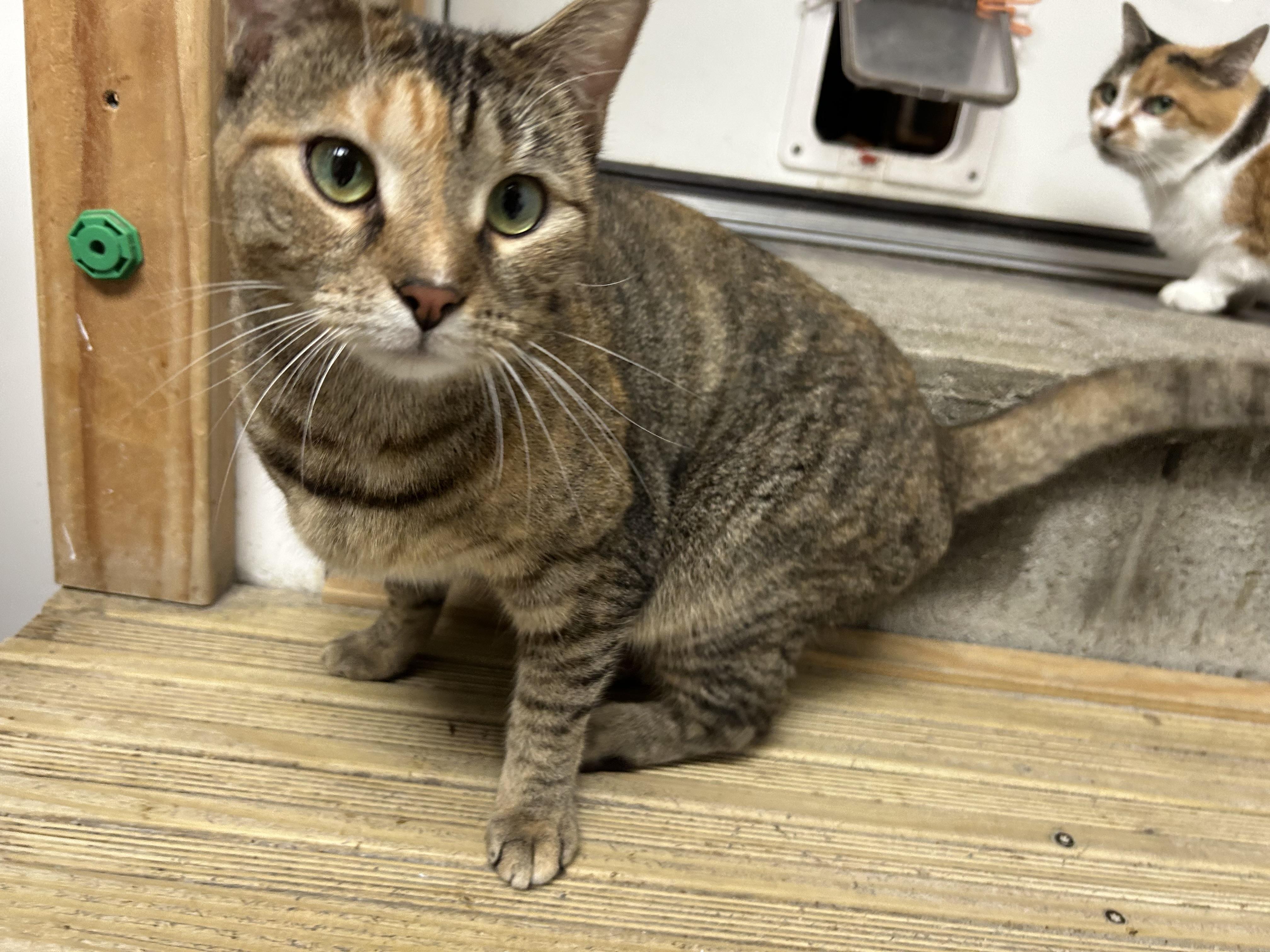Honey, a Adoptable Domestic Short Hair in White Oak, PA image 1/3