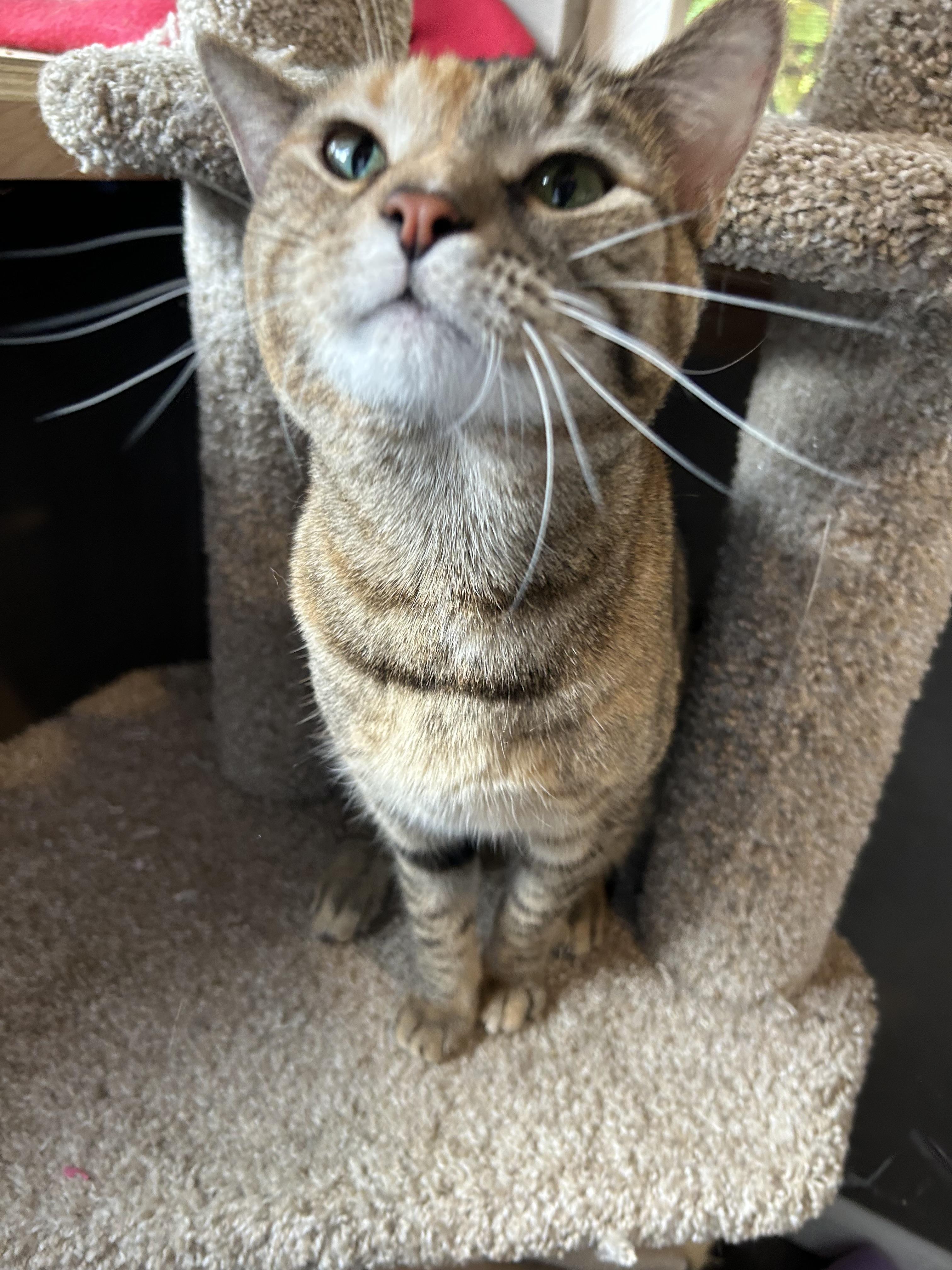 Honey, a Adoptable Domestic Short Hair in White Oak, PA image 2/3