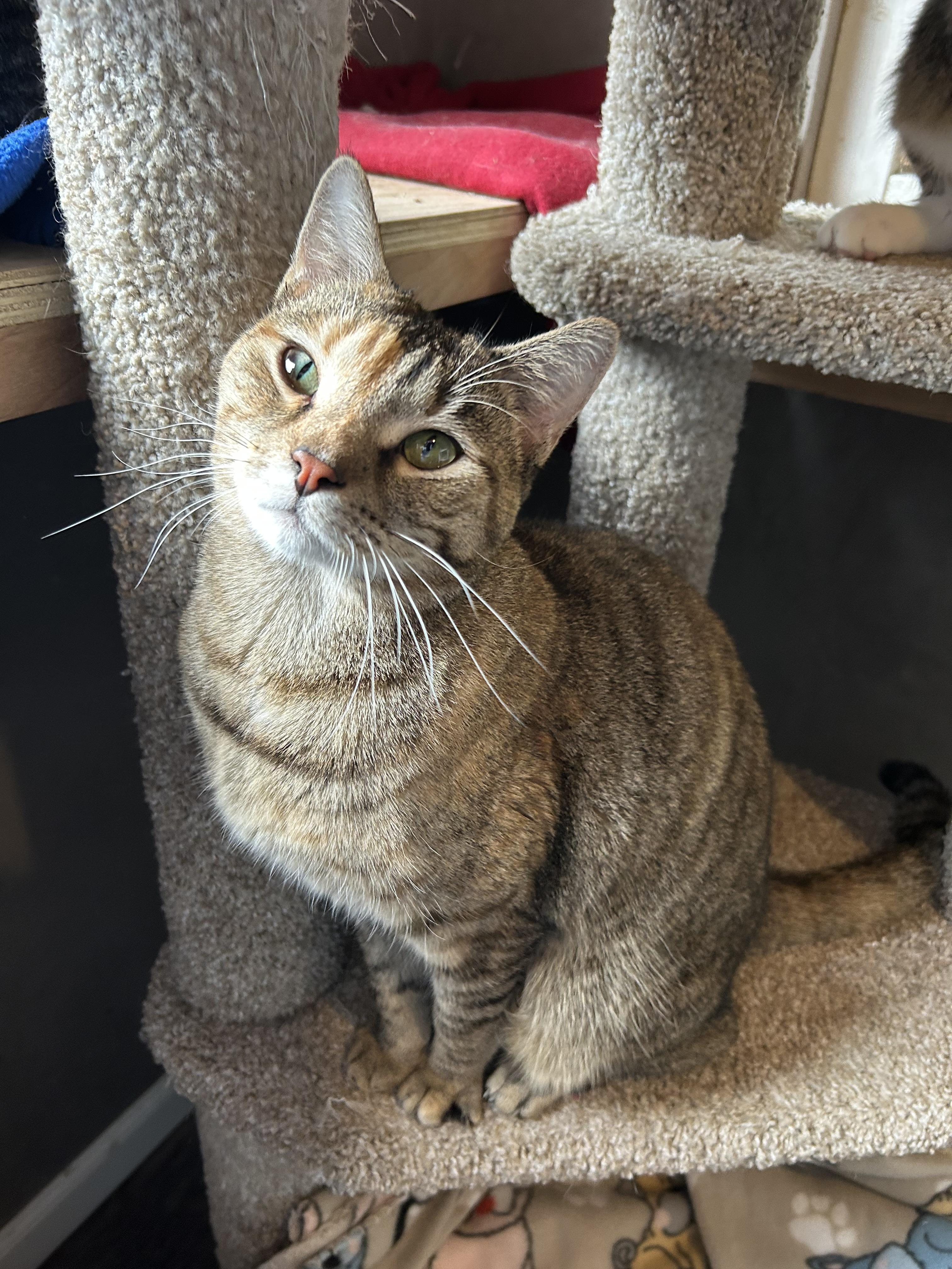 Honey, a Adoptable Domestic Short Hair in White Oak, PA image 3/3