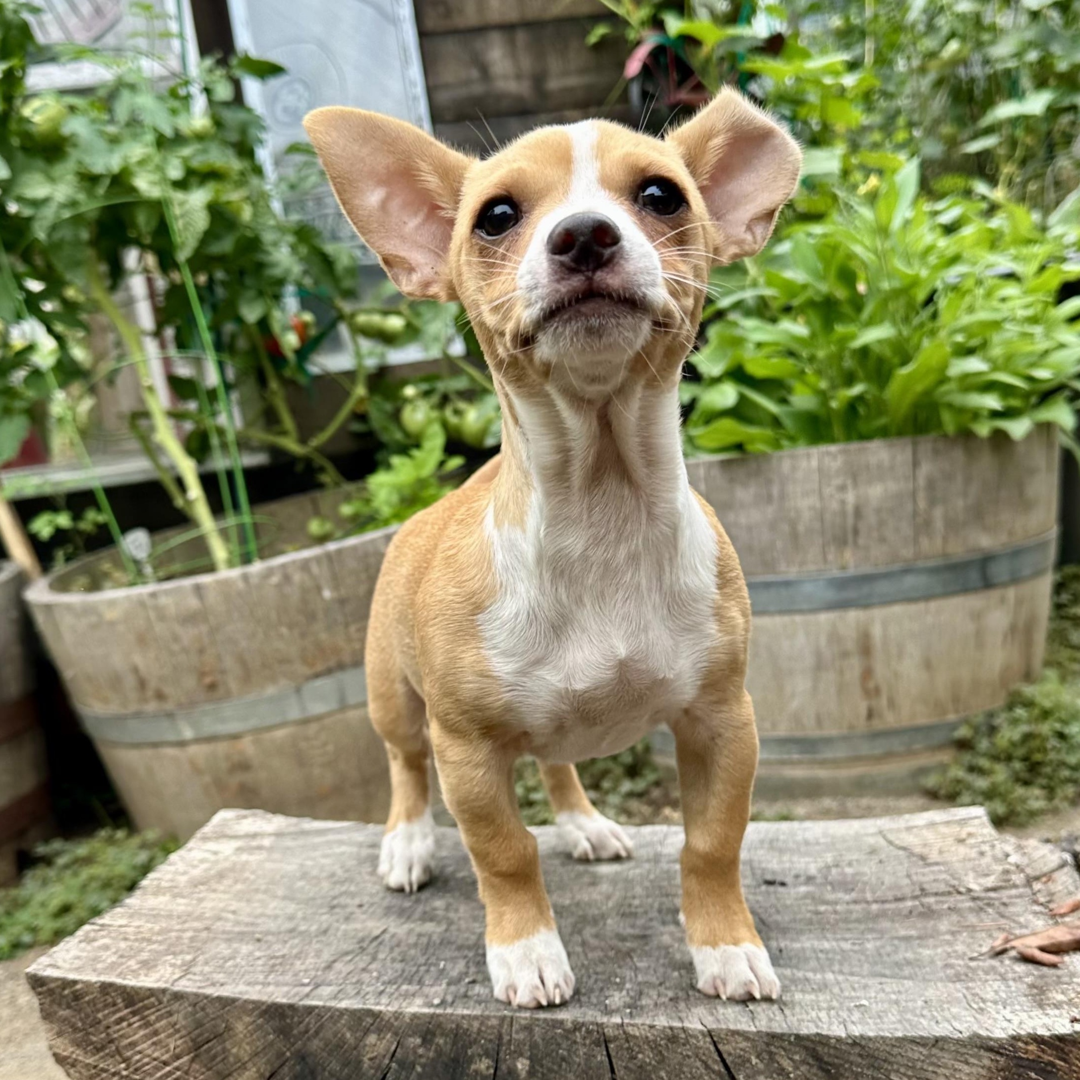 Tiny Otis, adopted, Puppy Male Chihuahua & Terrier.