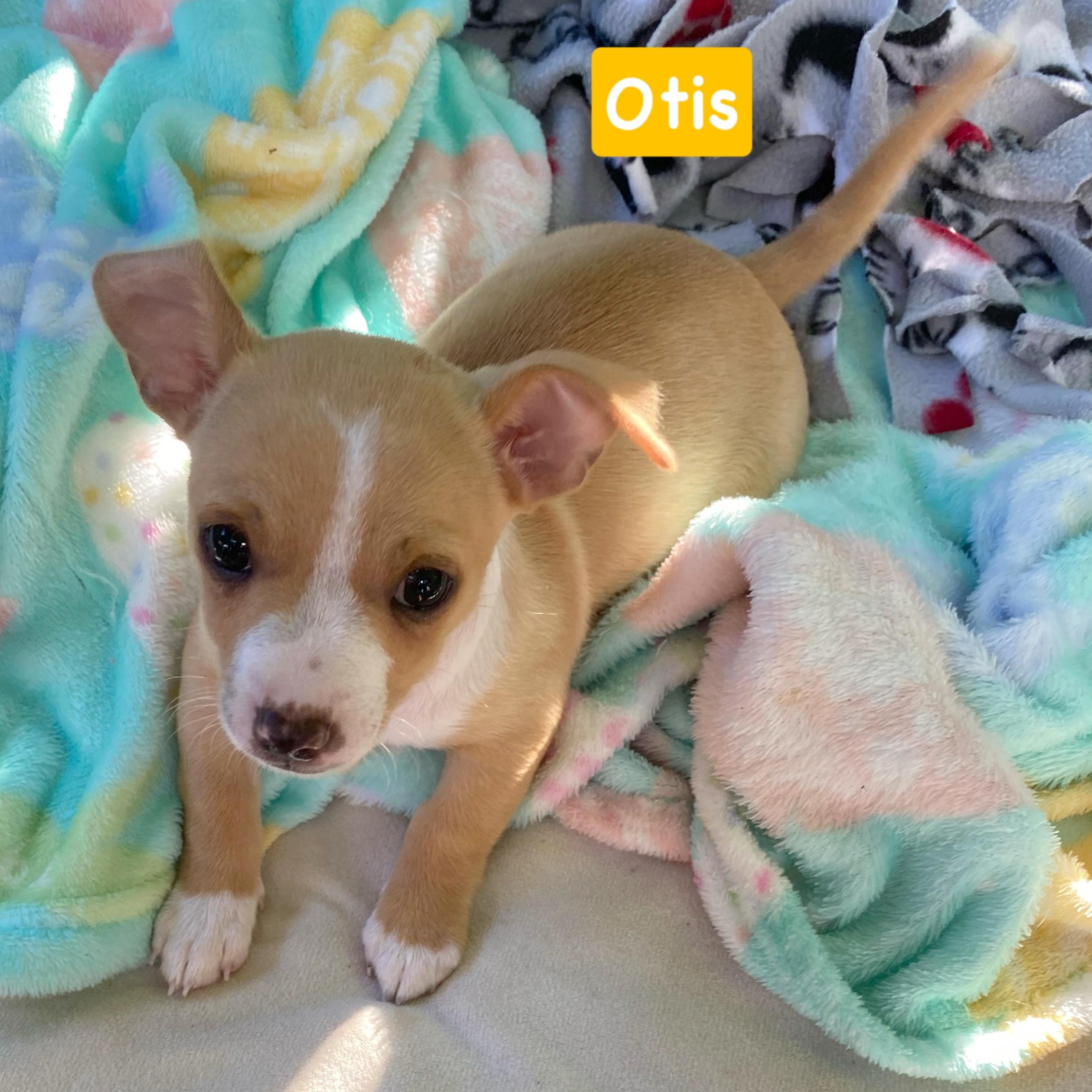 Enlarge Tiny Otis, an adopted mixed breed in Saint Helens, OR image 6/6