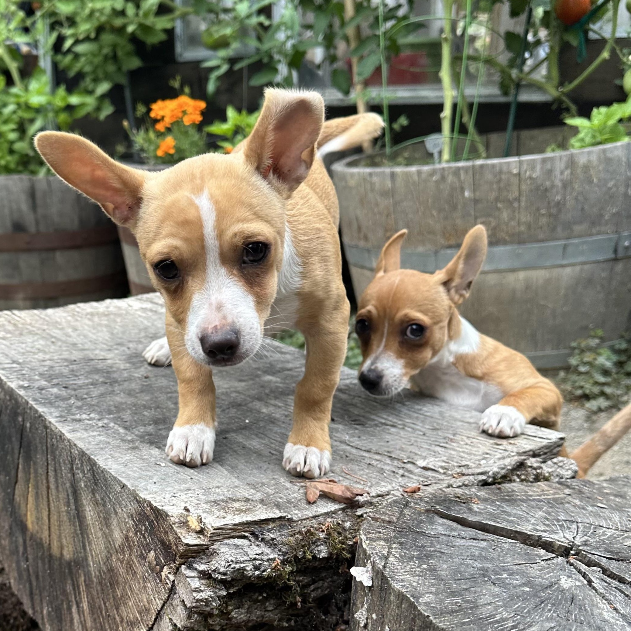Enlarge Tiny Otis, an adopted mixed breed in Saint Helens, OR image 4/6