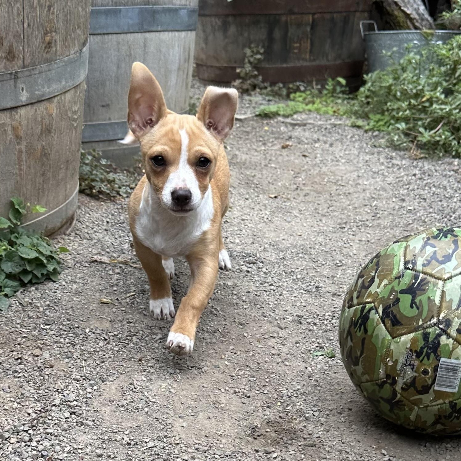 Enlarge Tiny Otis, an adopted mixed breed in Saint Helens, OR image 3/6