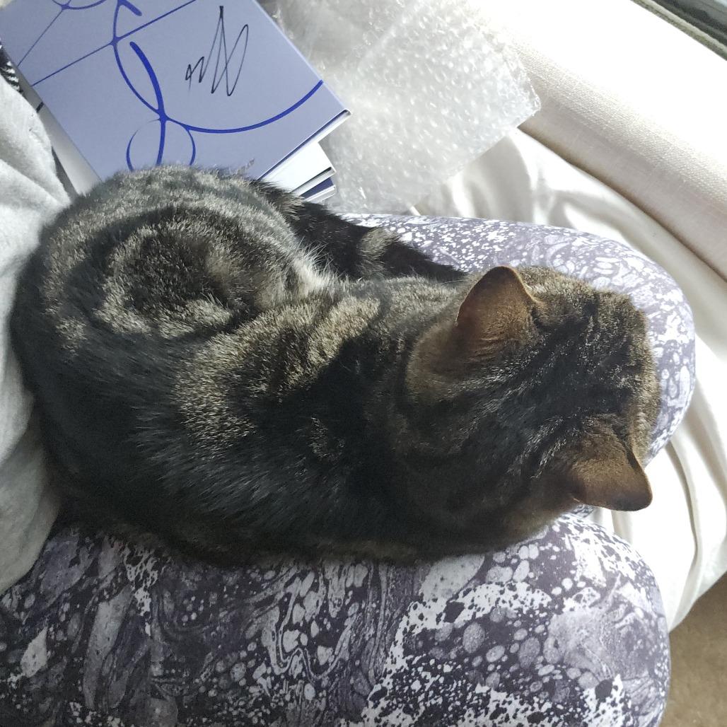 Waffle, Adoptable, Senior Male American Shorthair.