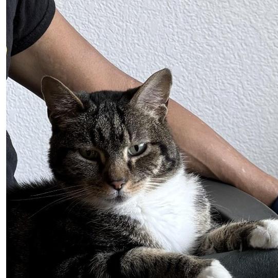 Enlarge Waffle, a Adoptable American Shorthair in Redwood City, CA image 2/2