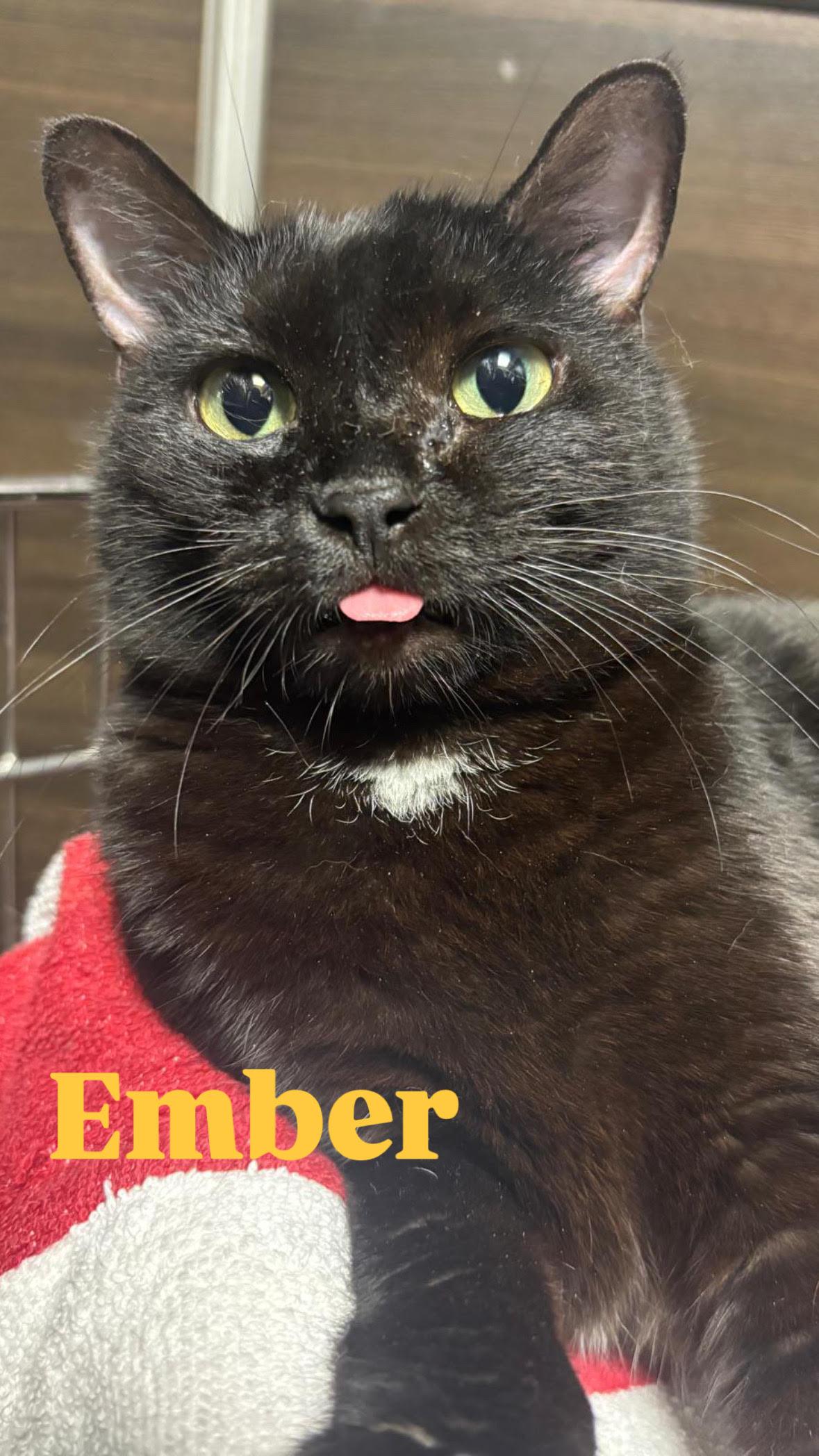 Enlarge Ember, a ADOPTABLE Domestic Short Hair in BURNABY, BC image 2/2