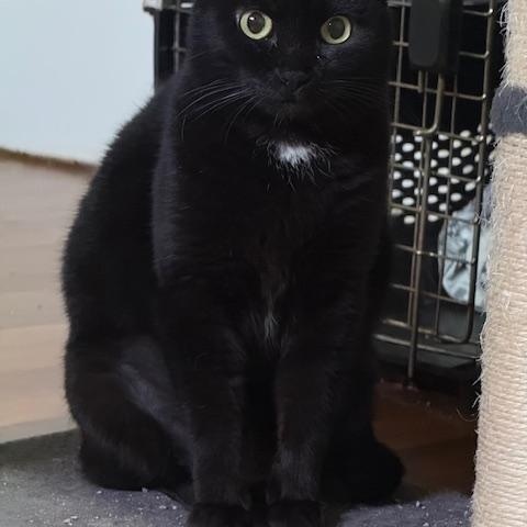Ember, ADOPTABLE, Young Female Domestic Short Hair.