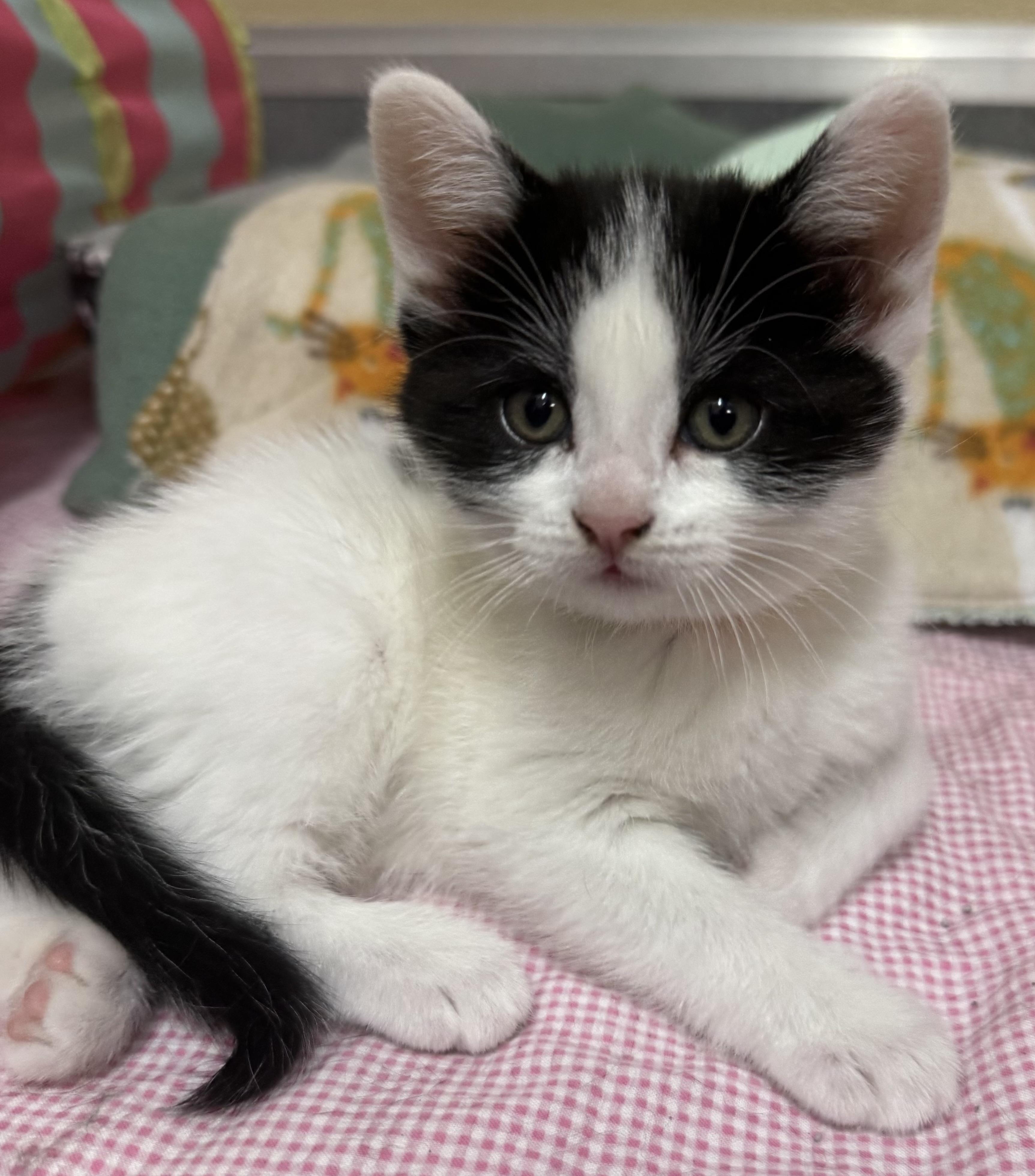 Enlarge Tansy, an adopted Domestic Short Hair in Tomah, WI image 1/1