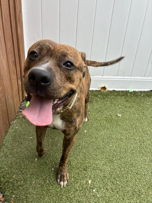 Enlarge Cinnamon, a Adoptable mixed breed in Binghamton, NY image 1/1