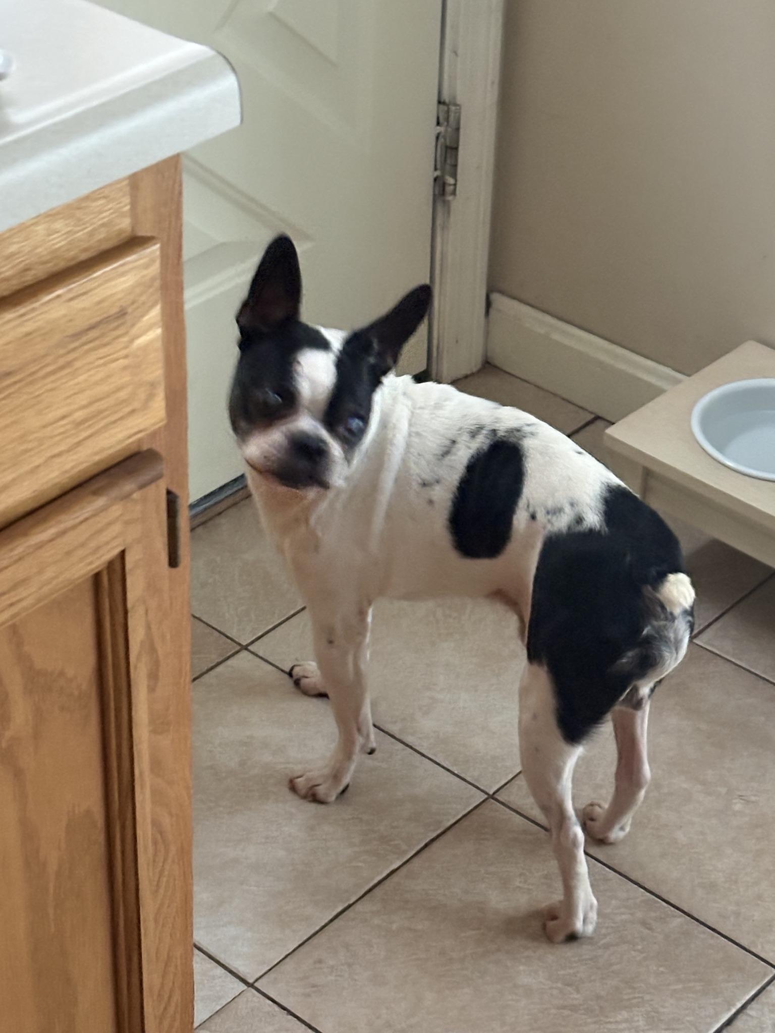 Enlarge Magoo, a ADOPTABLE Boston Terrier in Paxton, MA image 2/2