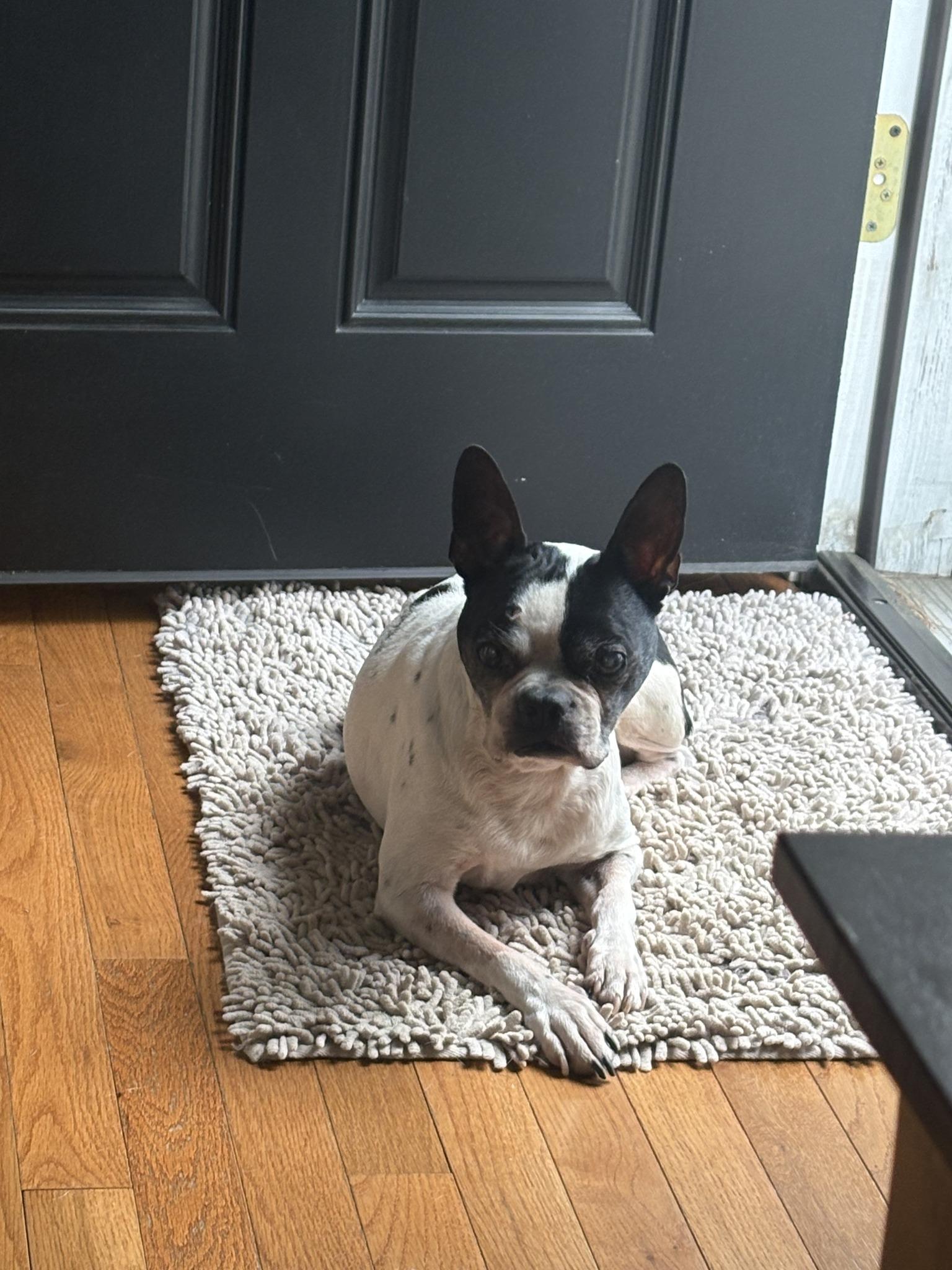 Magoo, ADOPTABLE, Senior Male Boston Terrier.