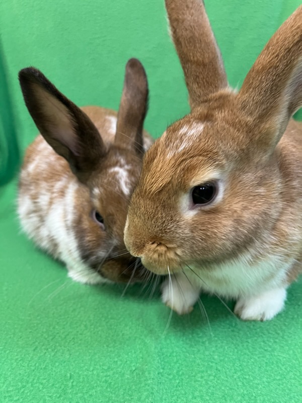 Gareth & Hyacinth, adoptable, Adult Male Bunny Rabbit.