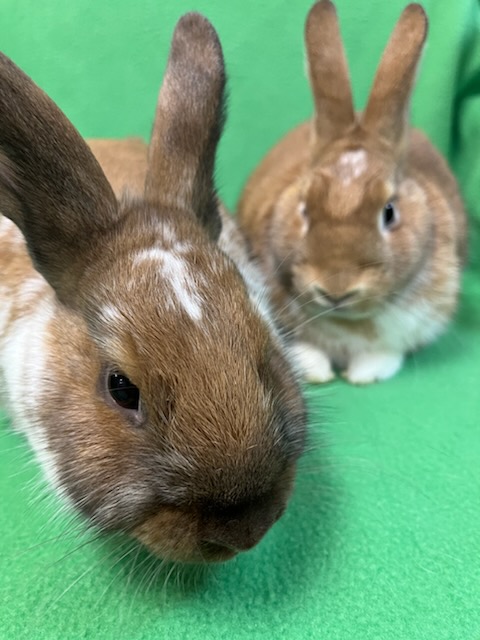 Enlarge Gareth & Hyacinth, an adoptable mixed breed in Haltom City, TX image 2/3