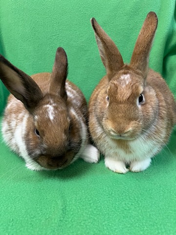 Enlarge Gareth & Hyacinth, an adoptable mixed breed in Haltom City, TX image 3/3