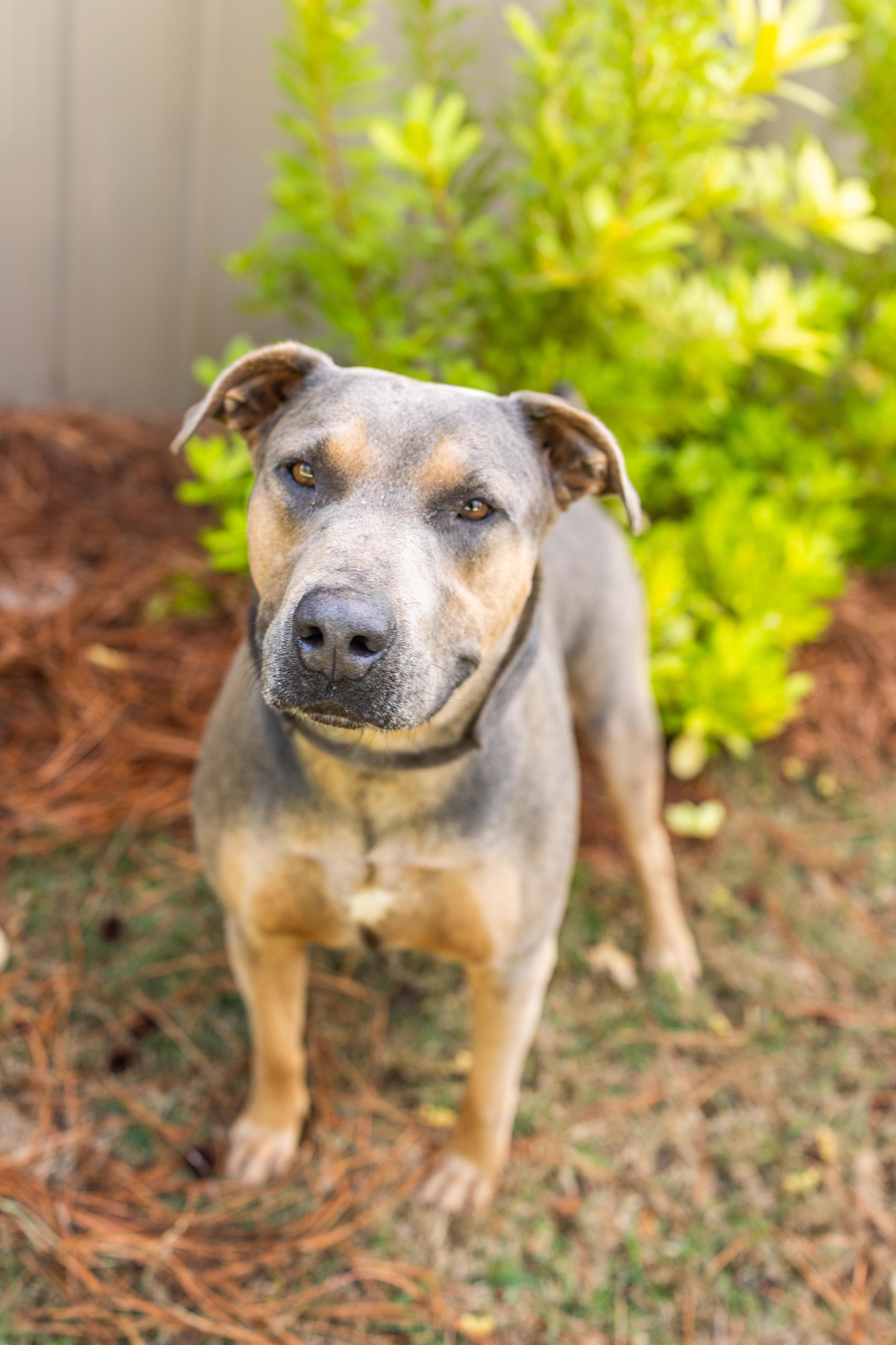 Enlarge RHODEY, a ADOPTABLE mixed breed in Newborn, GA image 1/6