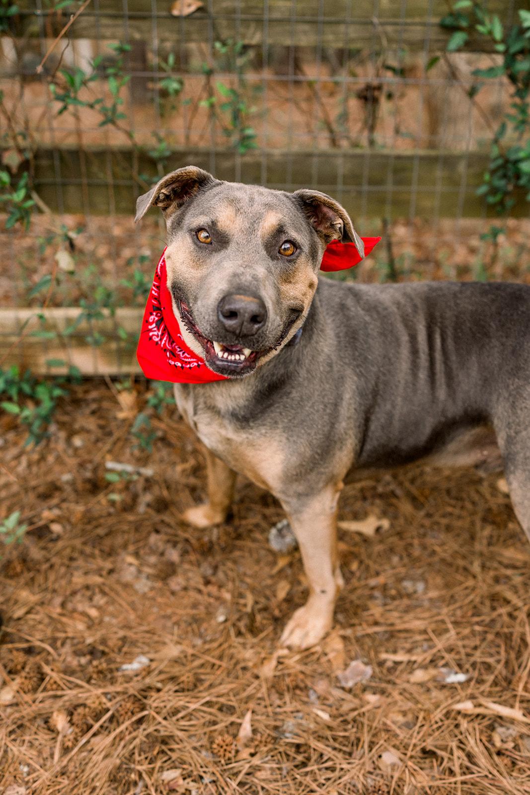 Enlarge RHODEY, a ADOPTABLE mixed breed in Newborn, GA image 2/6