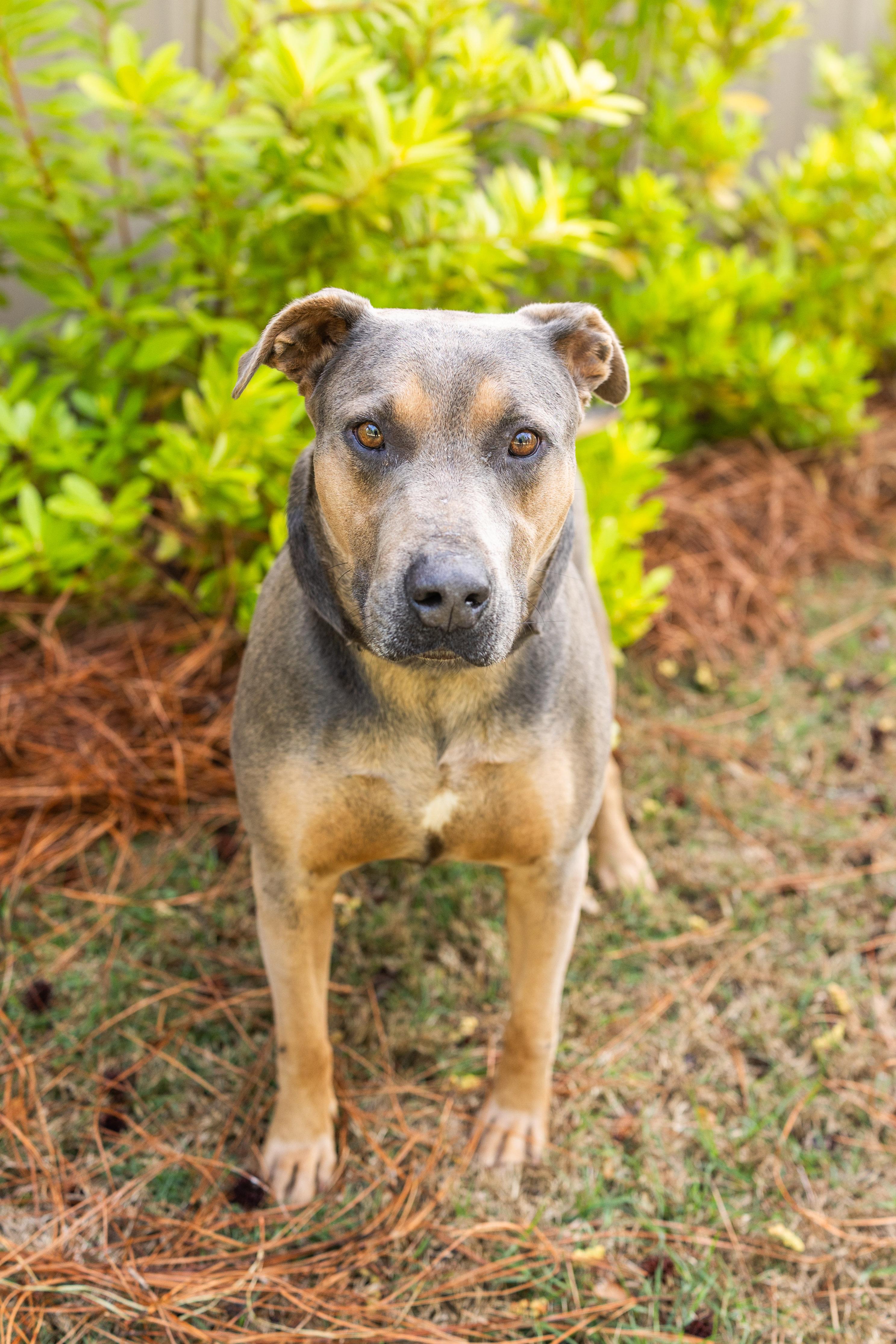Enlarge RHODEY, a ADOPTABLE mixed breed in Newborn, GA image 6/6
