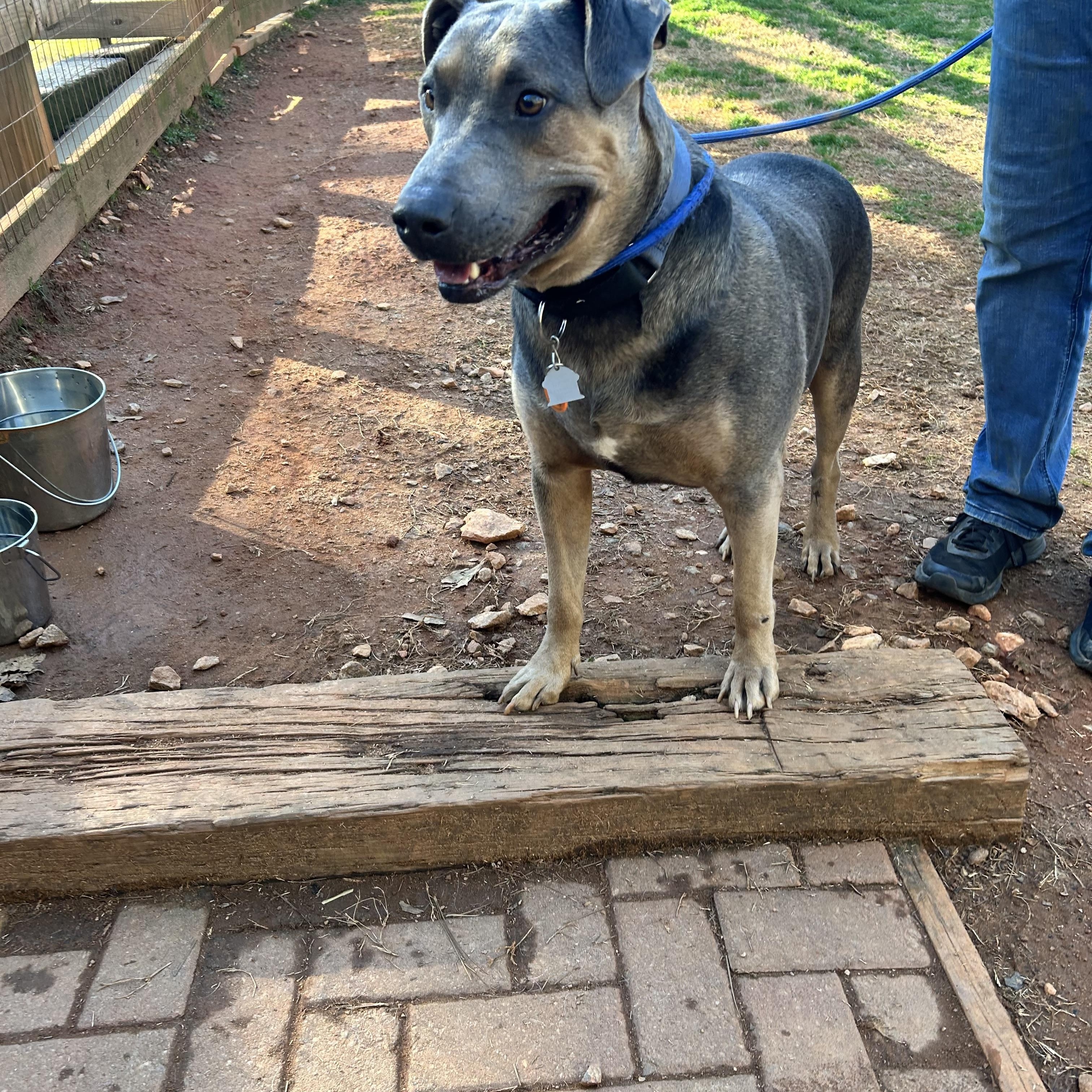 Enlarge RHODEY, a ADOPTABLE mixed breed in Newborn, GA image 2/6
