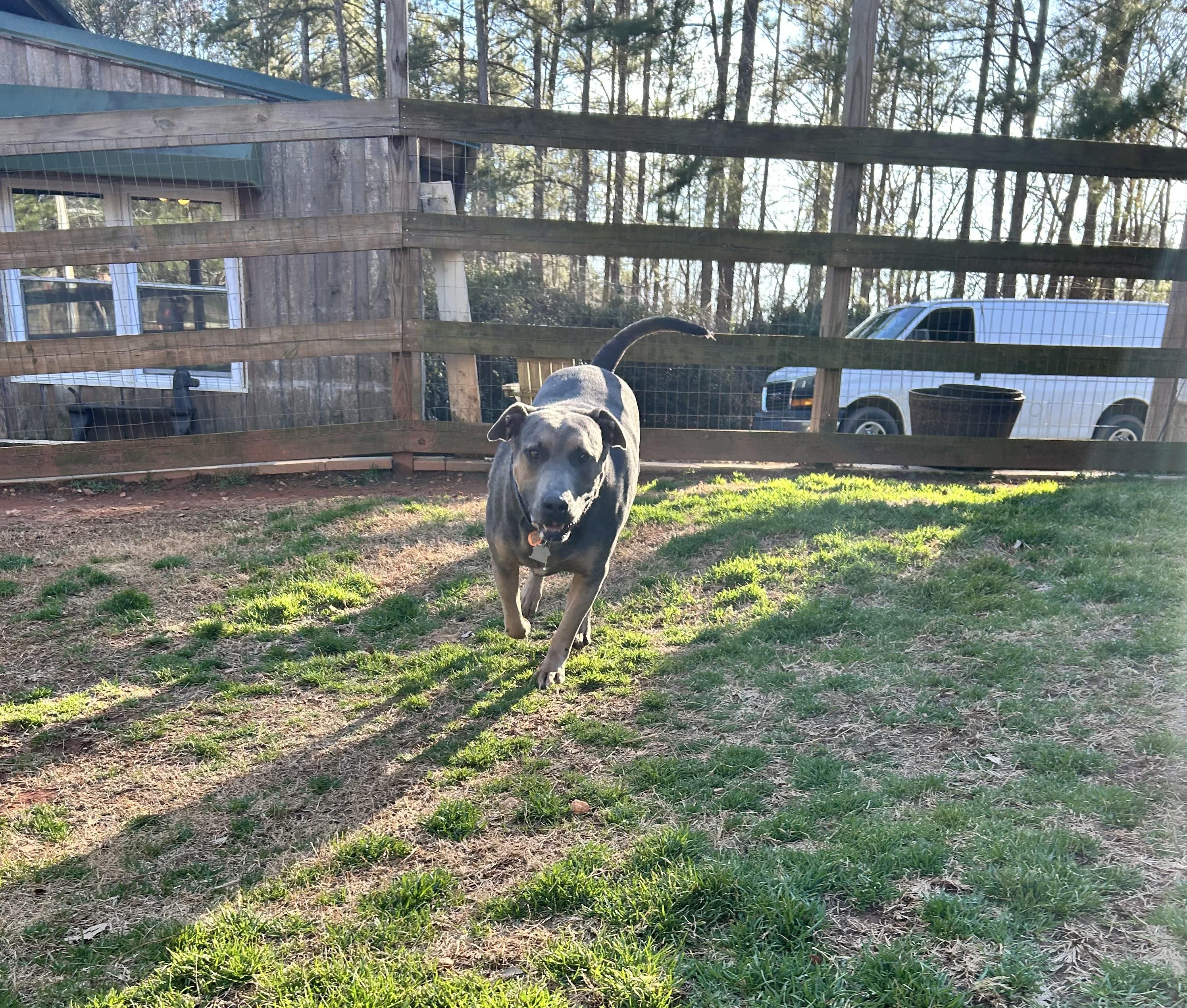 Enlarge RHODEY, a ADOPTABLE mixed breed in Newborn, GA image 6/6