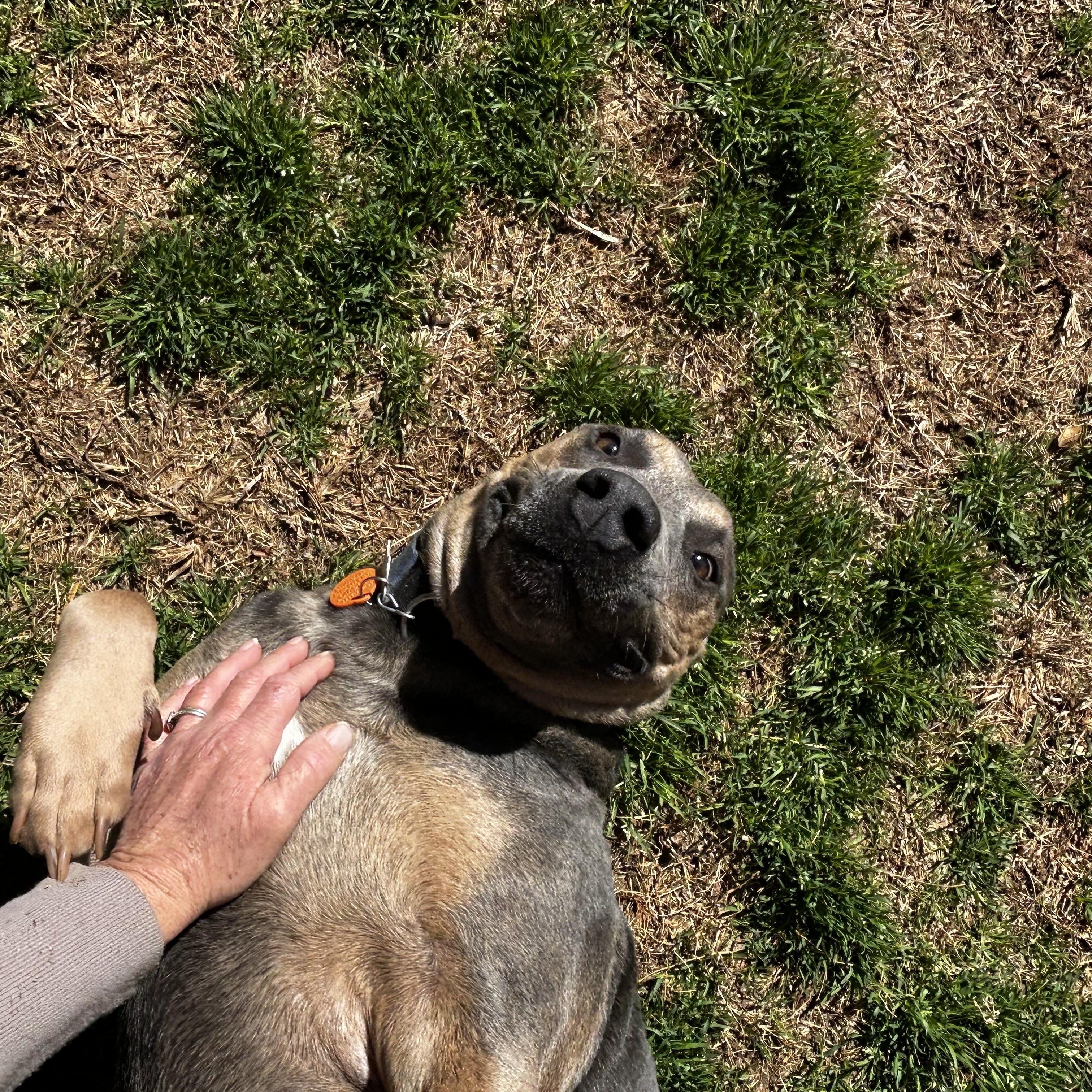 Enlarge RHODEY, a ADOPTABLE mixed breed in Newborn, GA image 5/6
