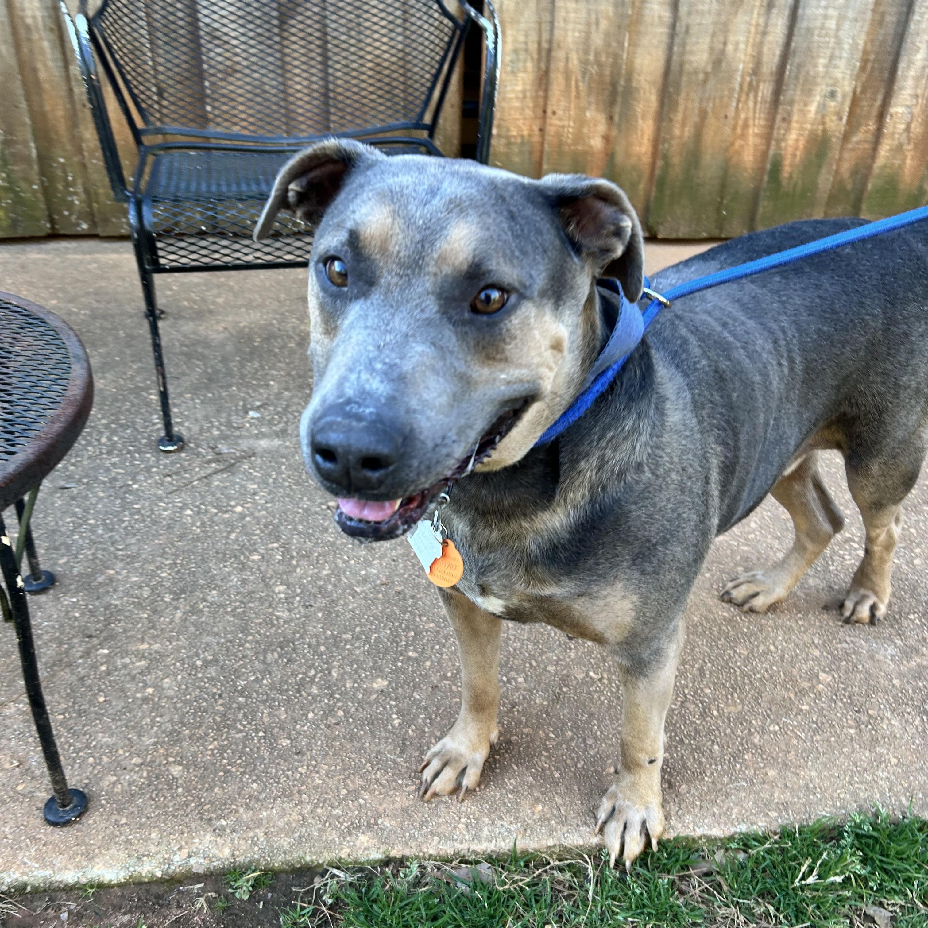 Enlarge RHODEY, a ADOPTABLE mixed breed in Newborn, GA image 1/6