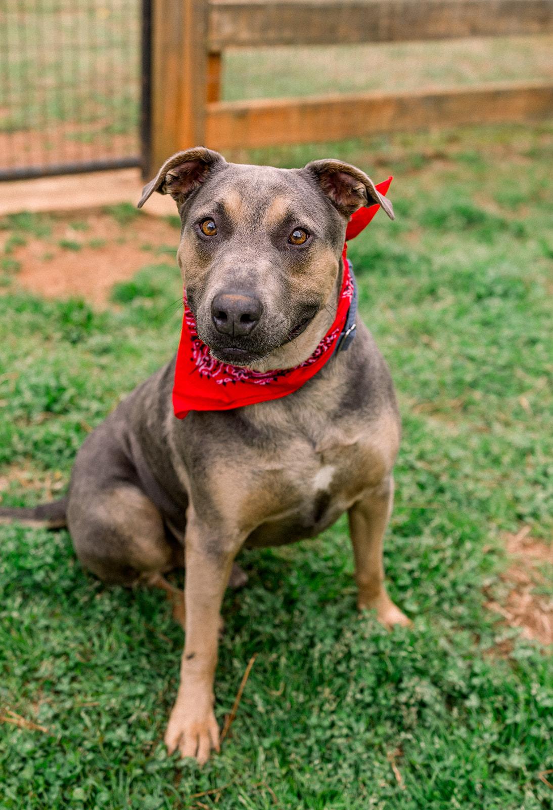 RHODEY, ADOPTABLE, Adult Male Doberman Pinscher.
