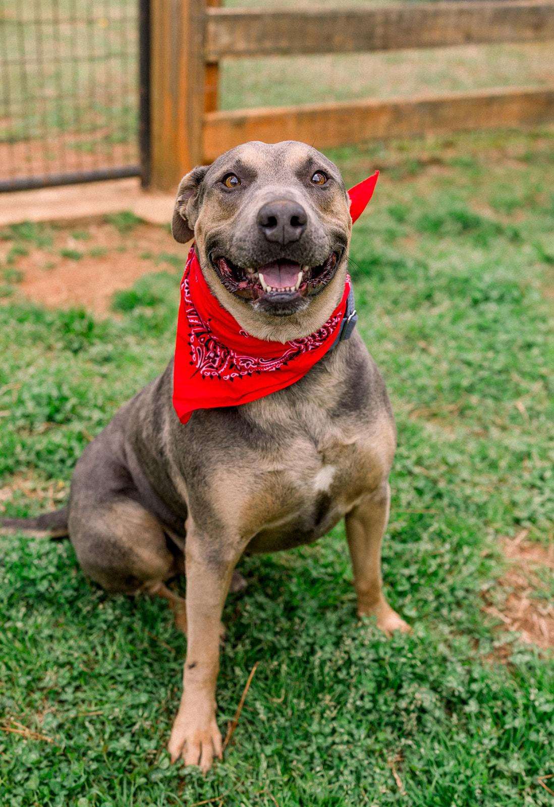 Enlarge RHODEY, a ADOPTABLE mixed breed in Newborn, GA image 3/6