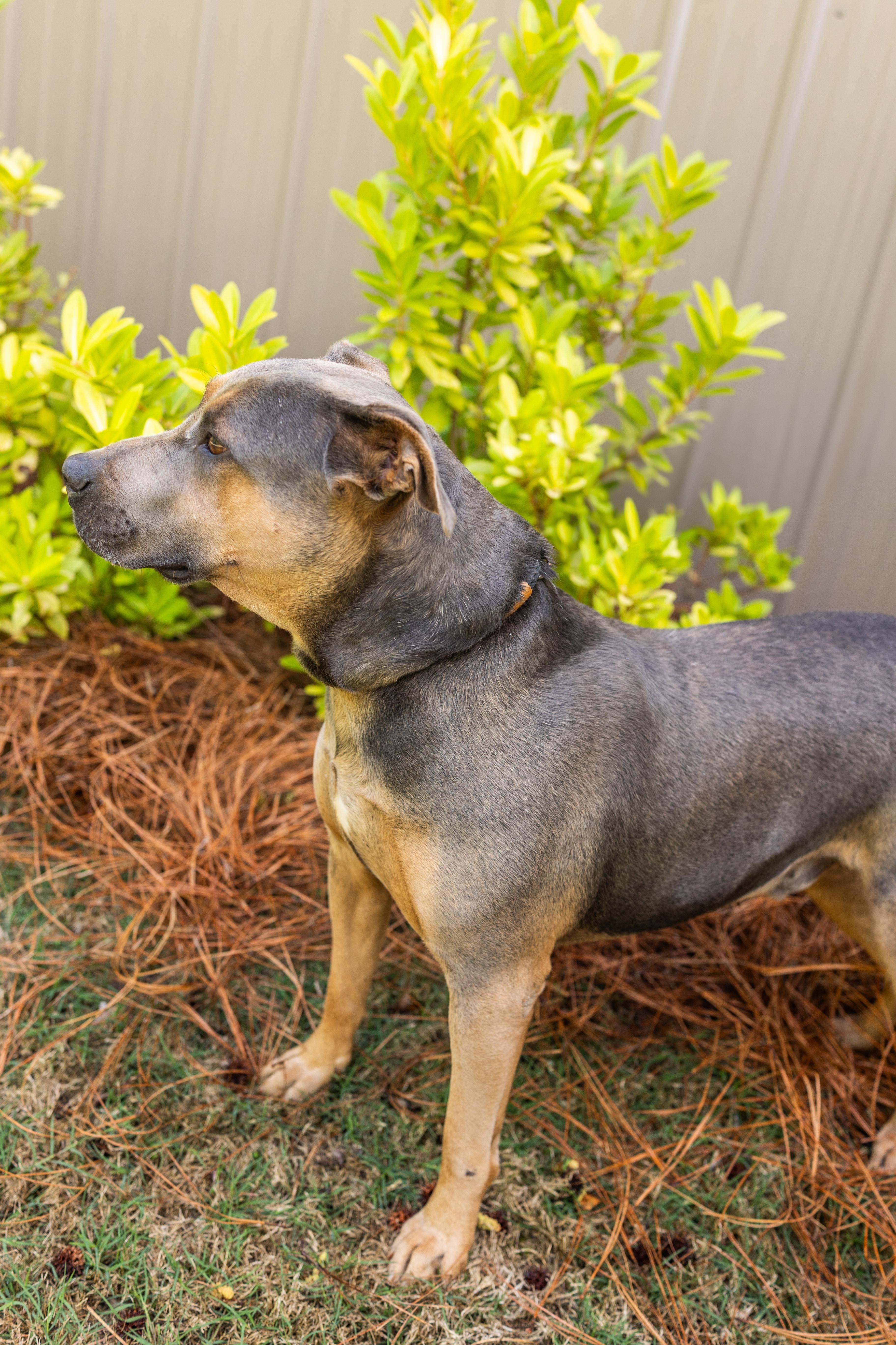 Enlarge RHODEY, a ADOPTABLE mixed breed in Newborn, GA image 5/6