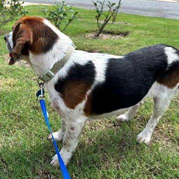OSCAR, a Adoptable mixed breed in Mays Landing, NJ image 1/5