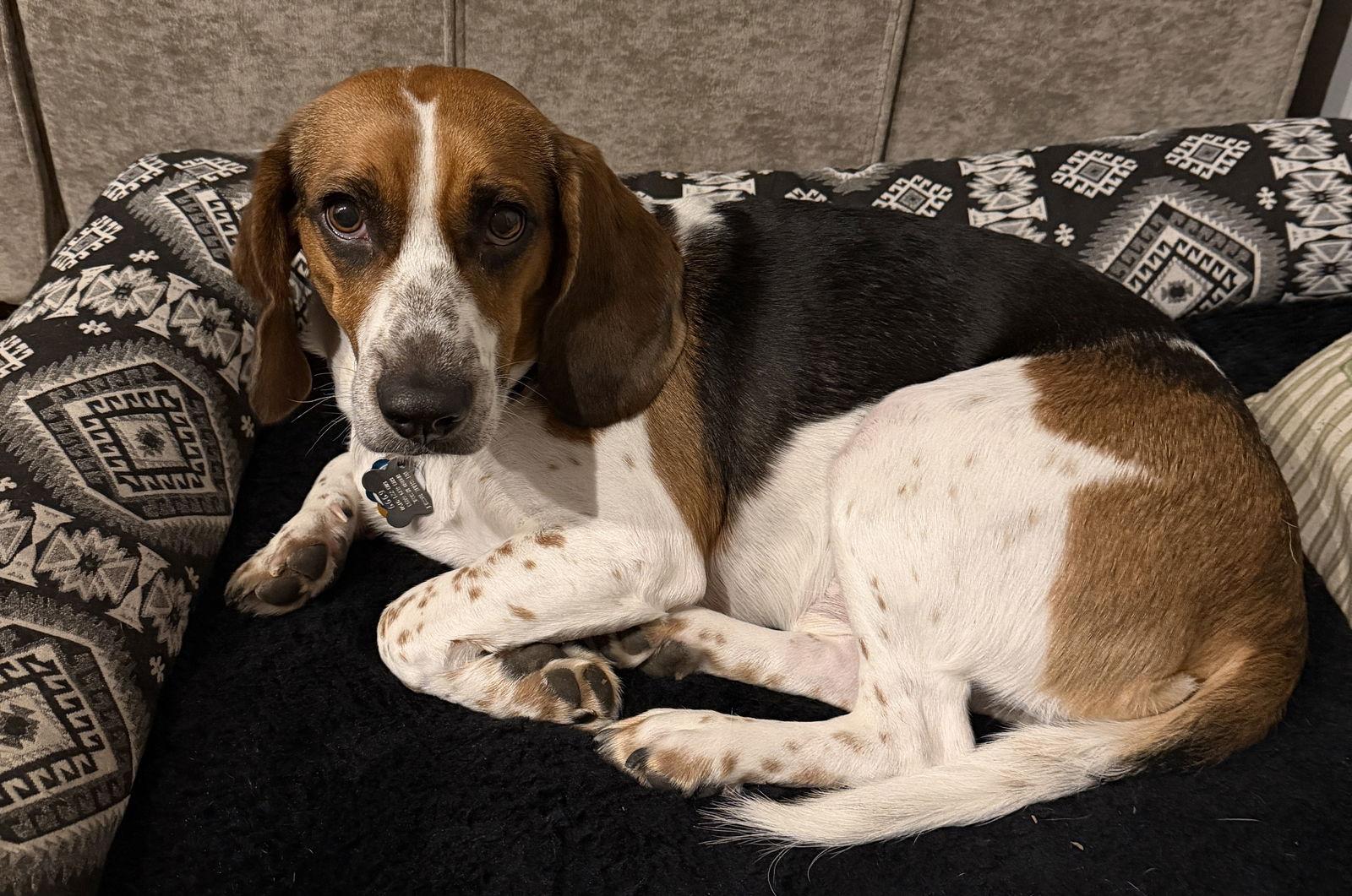 OSCAR, a Adoptable mixed breed in Mays Landing, NJ image 3/5