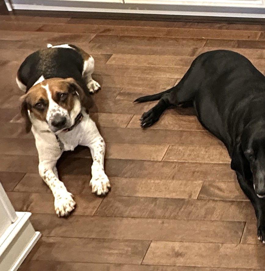 OSCAR - ADOPTION PENDING! — thumbnail 4