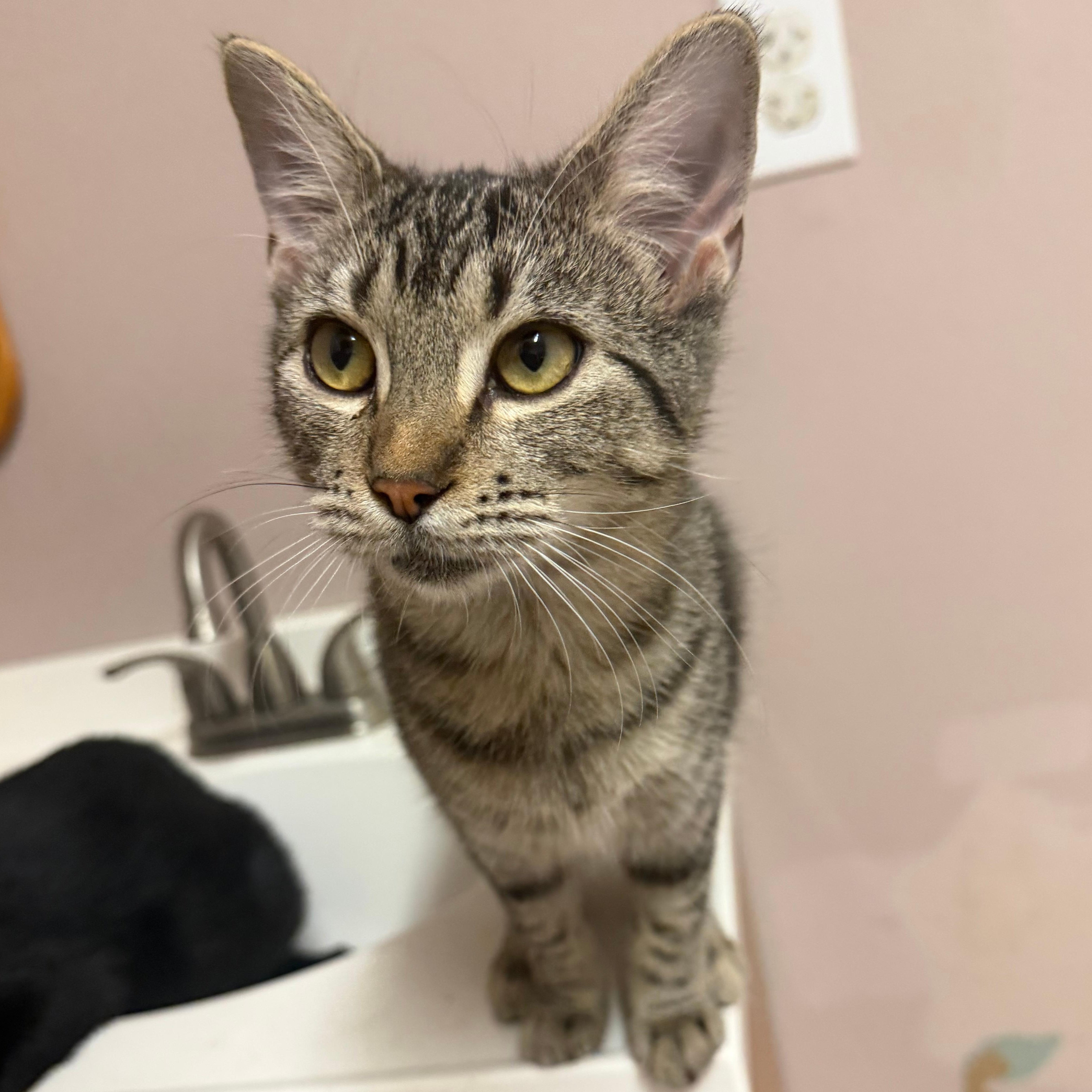 Squeakers, Adoptable, Young Female Domestic Short Hair.