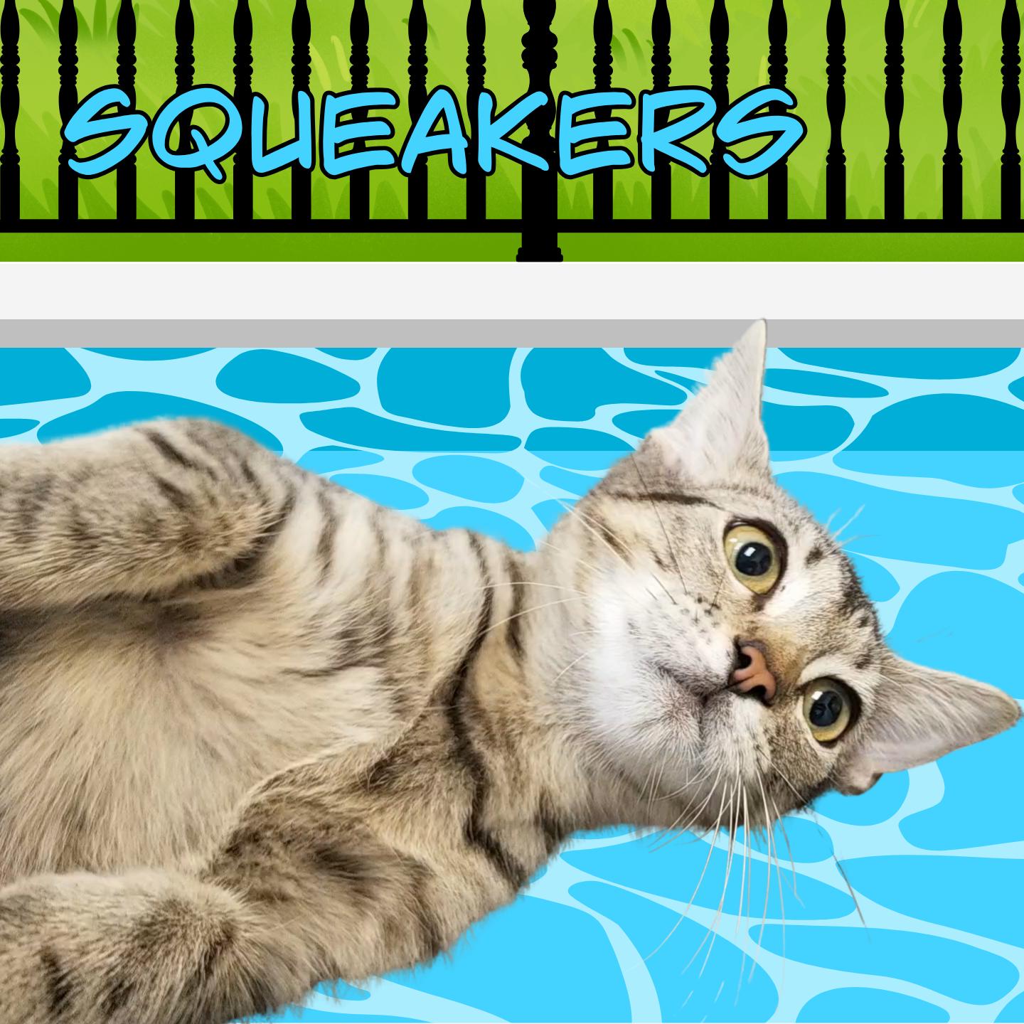 Enlarge Squeakers, a Adoptable Domestic Short Hair in Aransas Pass, TX image 2/2