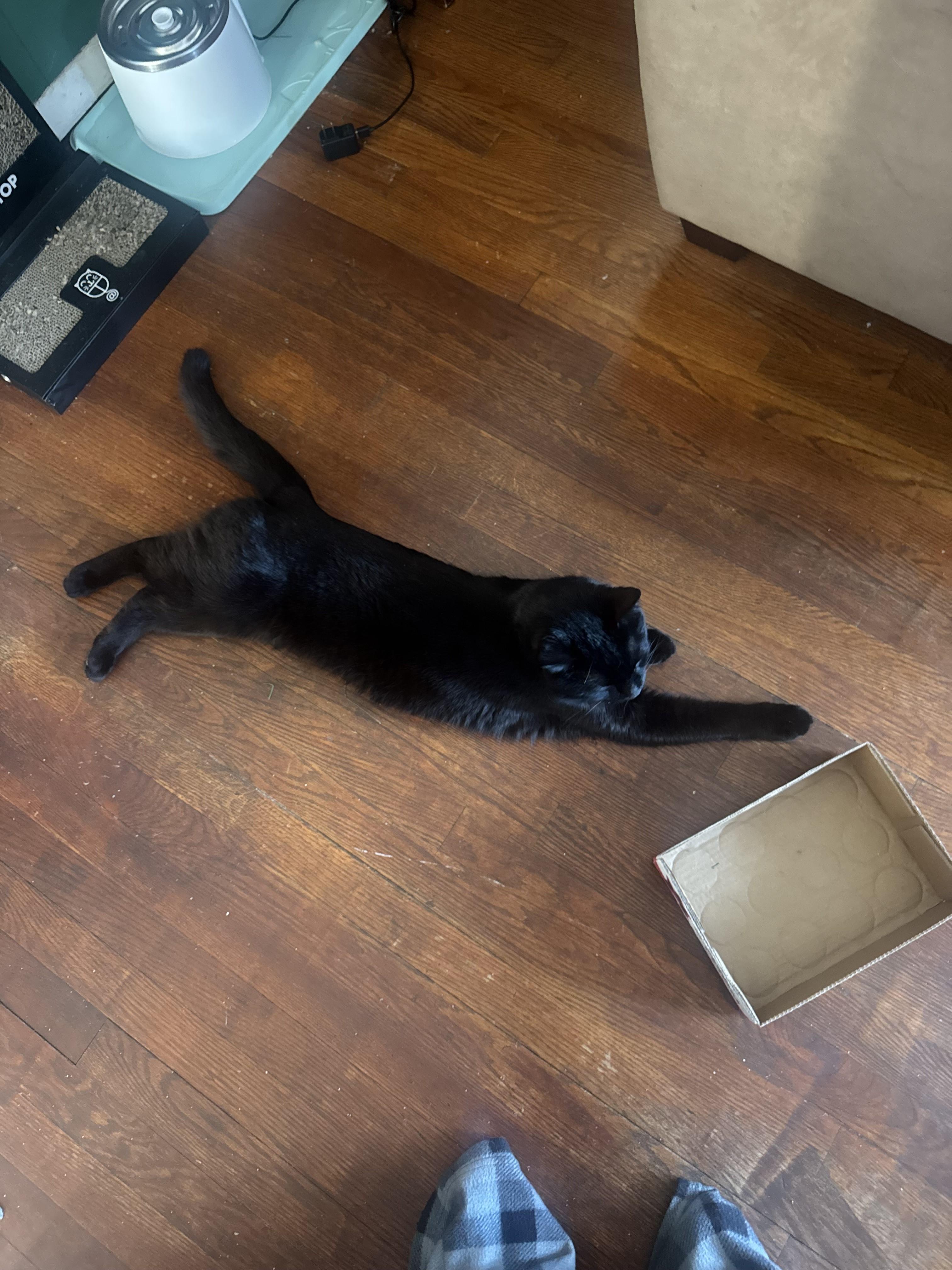 Enlarge Storm-Playful, Energetic Sweetheart, a Adoptable Domestic Short Hair in Laurel, MD image 5/6