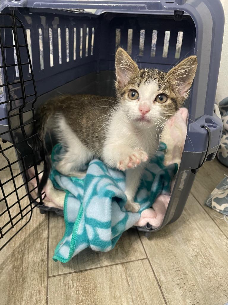 Solana, a Adoptable Tabby in San Antonio, TX image 2/4