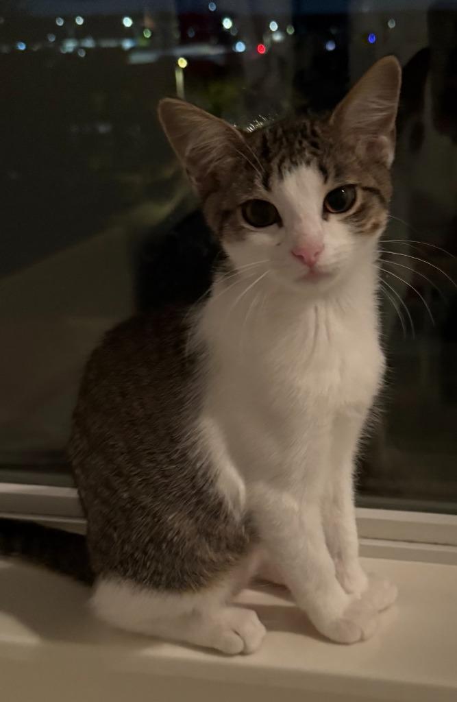 Solana, a Adoptable Tabby in San Antonio, TX image 2/4