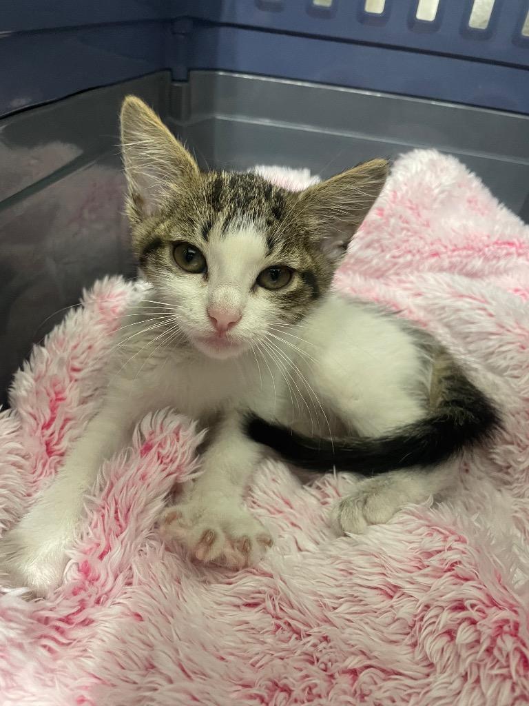 Solana, a Adoptable Tabby in San Antonio, TX image 3/4