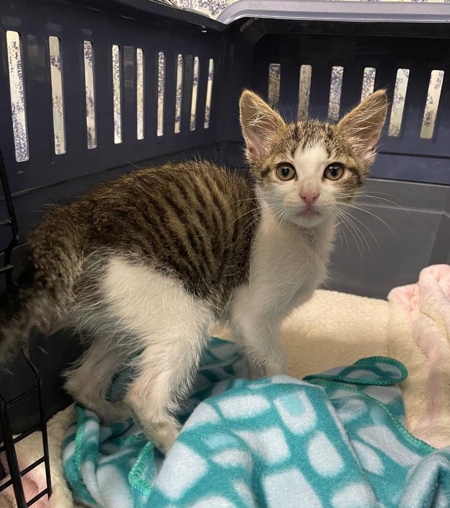 Solana, a Adoptable Tabby in San Antonio, TX image 4/4