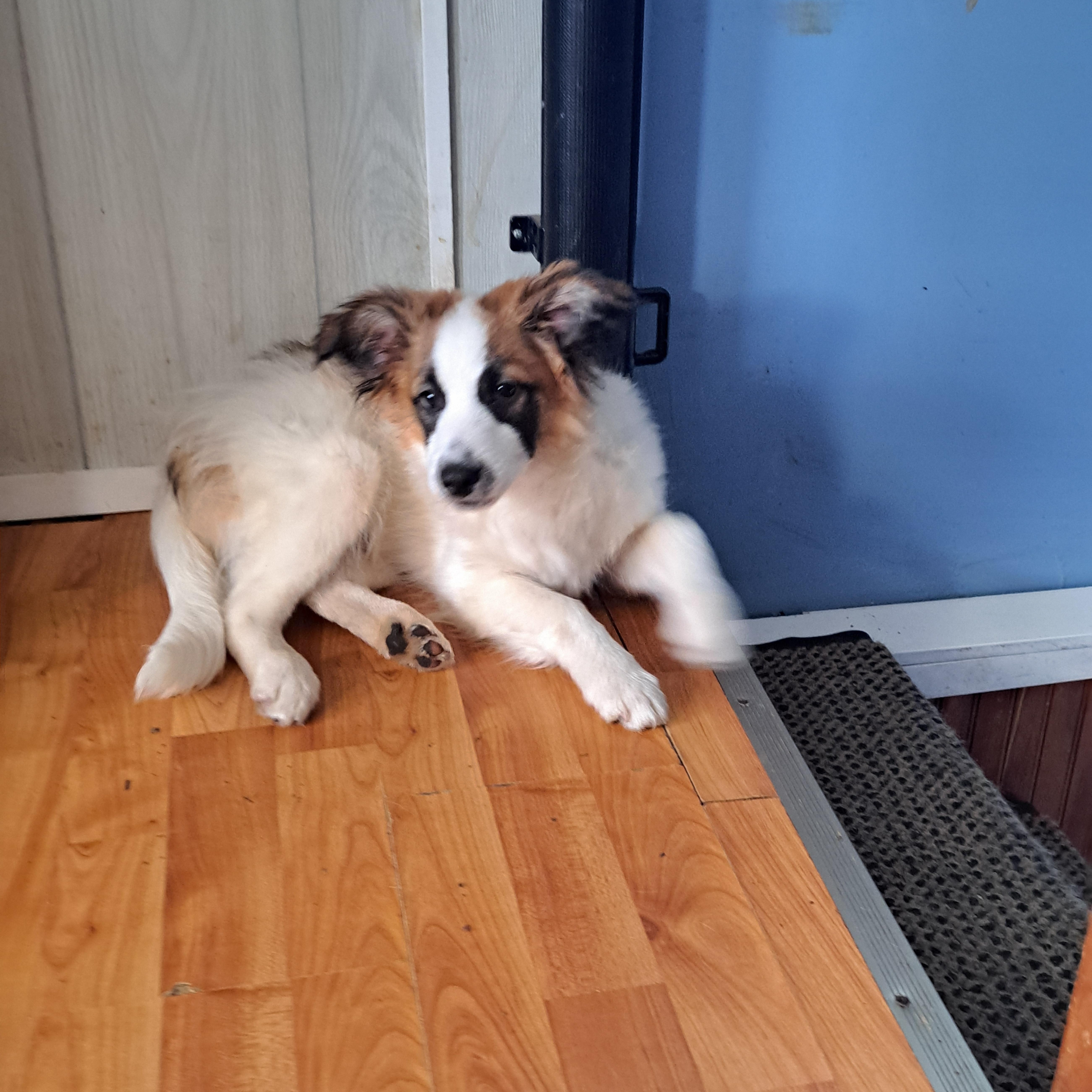 Simon, ADOPTABLE, Puppy Male Shetland Sheepdog / Sheltie.