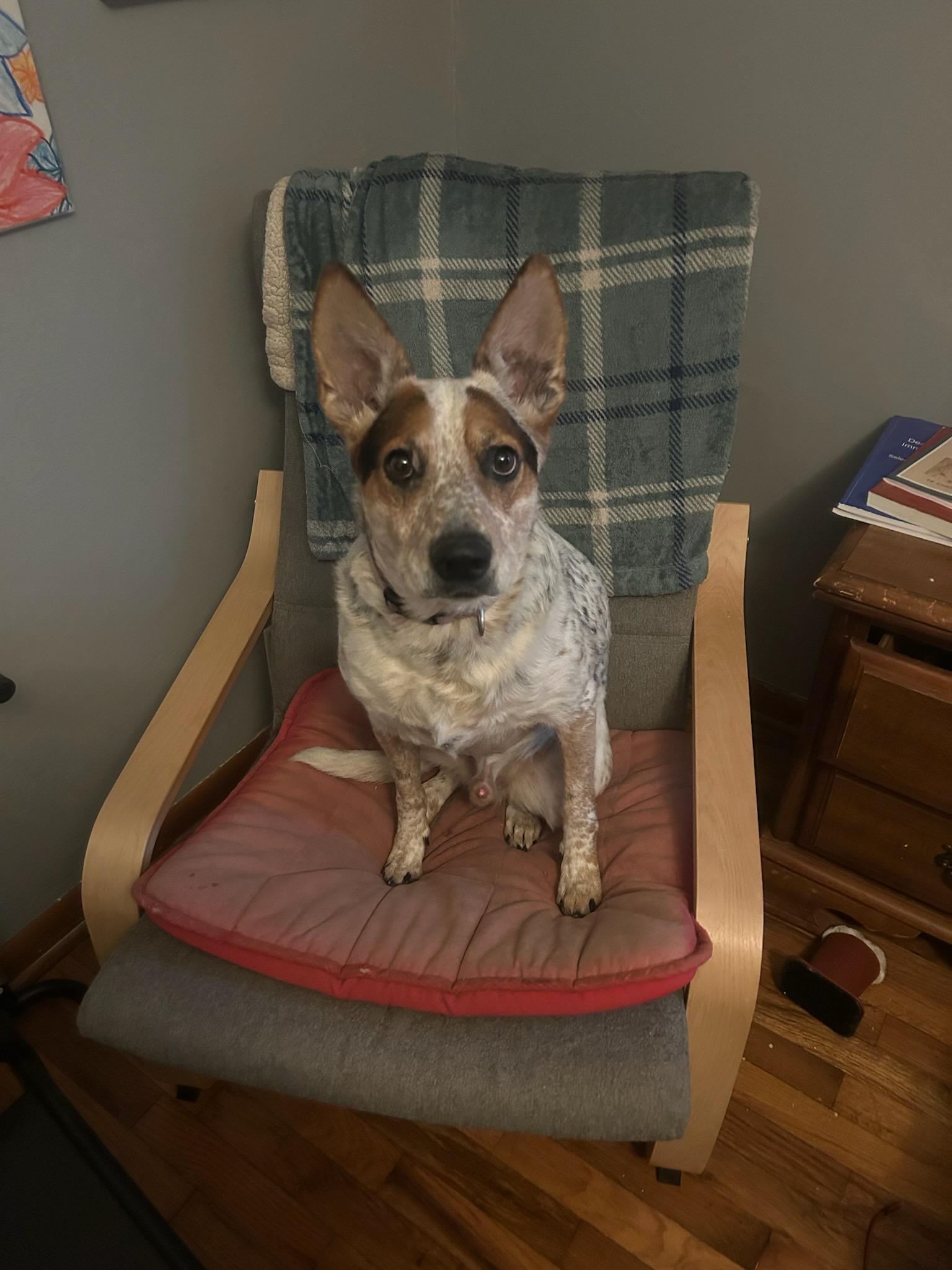 Cash, Adoptable, Young Male Australian Cattle Dog / Blue Heeler.