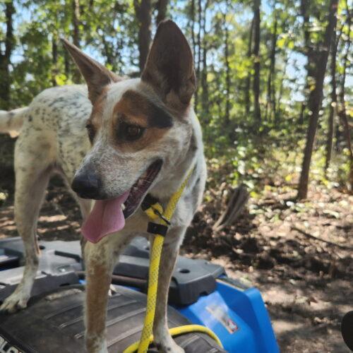 Enlarge Cash, a Adoptable Australian Cattle Dog / Blue Heeler in Kirksville, MO image 1/2