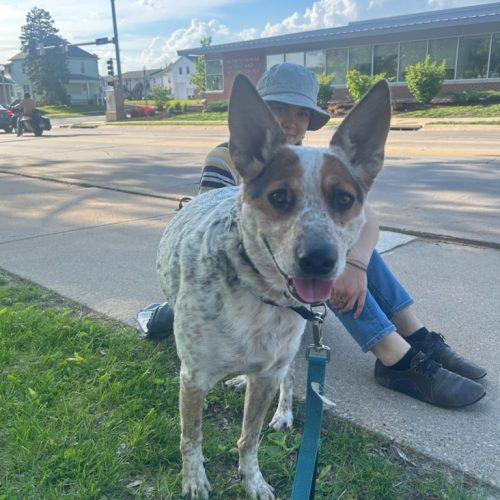 Cash, a Adoptable Australian Cattle Dog / Blue Heeler in Kirksville, MO image 2/2