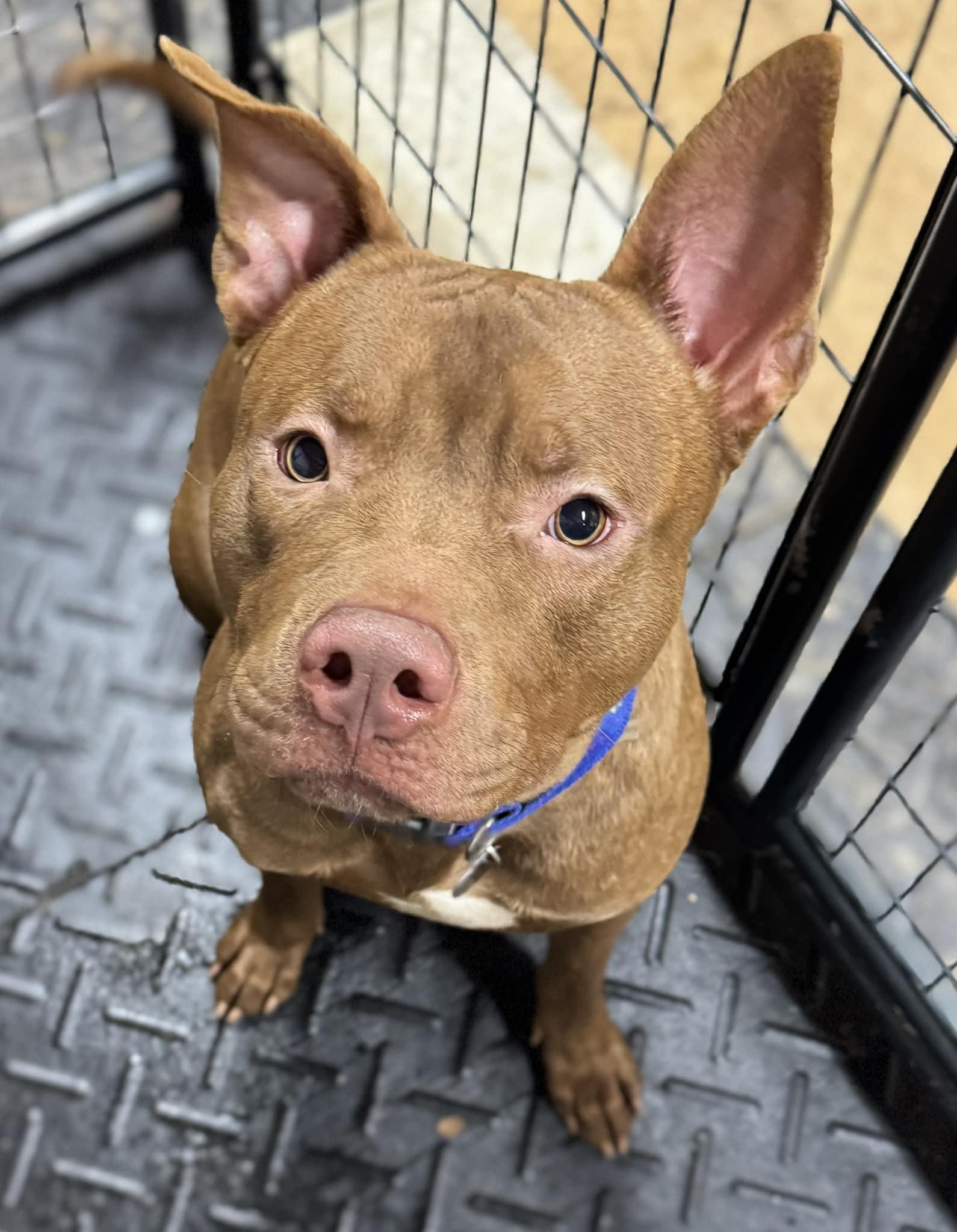 Haystack, Adoptable, Adult Male Mixed Breed.