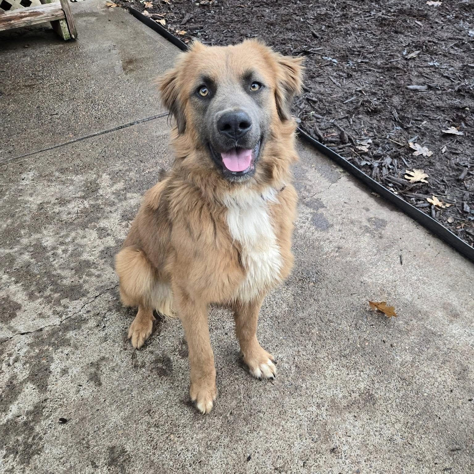 Enlarge Crissy, a Adoptable mixed breed in Silverton, OR image 1/1